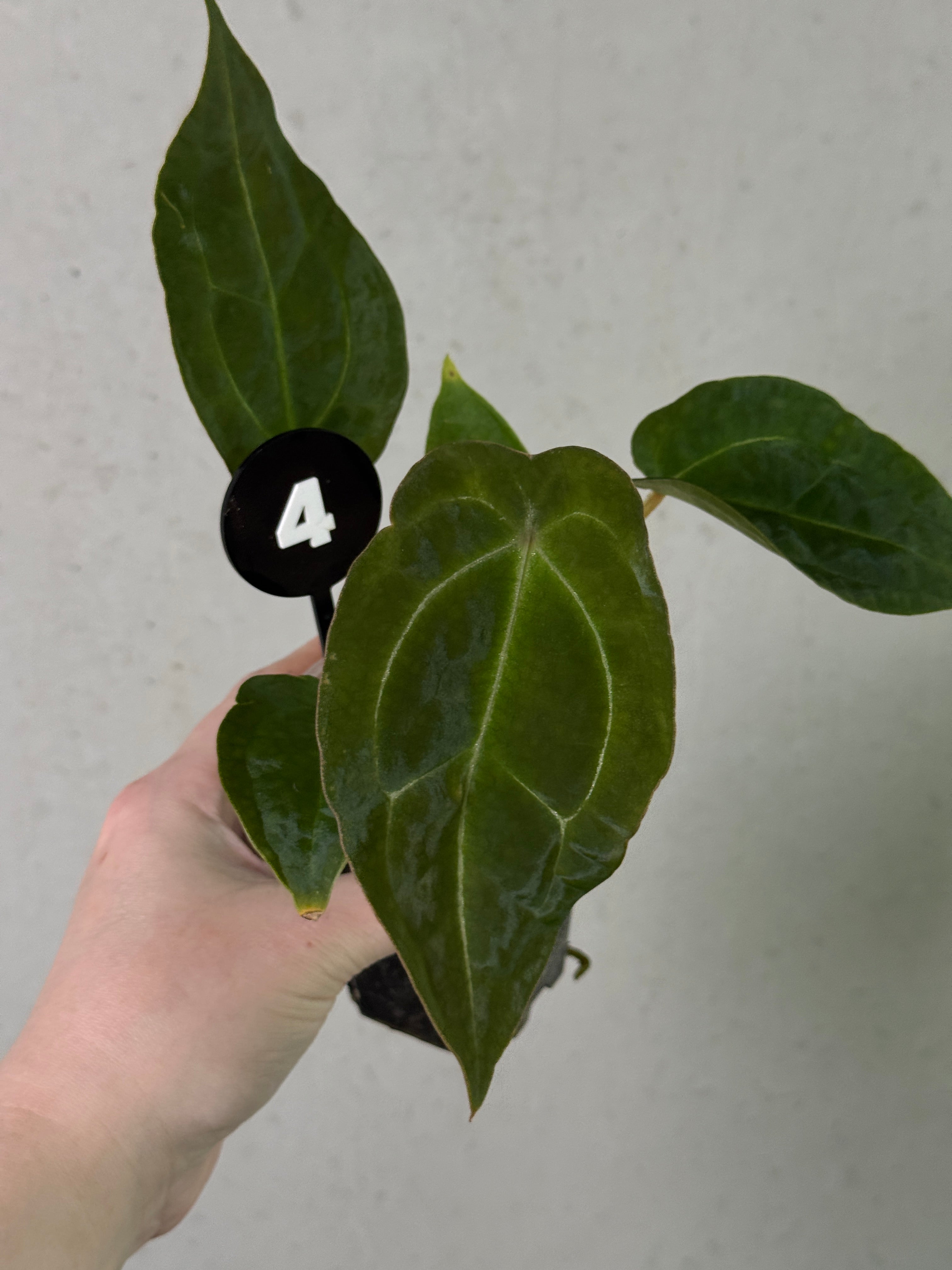 SMUKHI Anthurium Forgetii x open plant with lush green leaves and distinctive white veins, showcasing vibrant tropical foliage.
