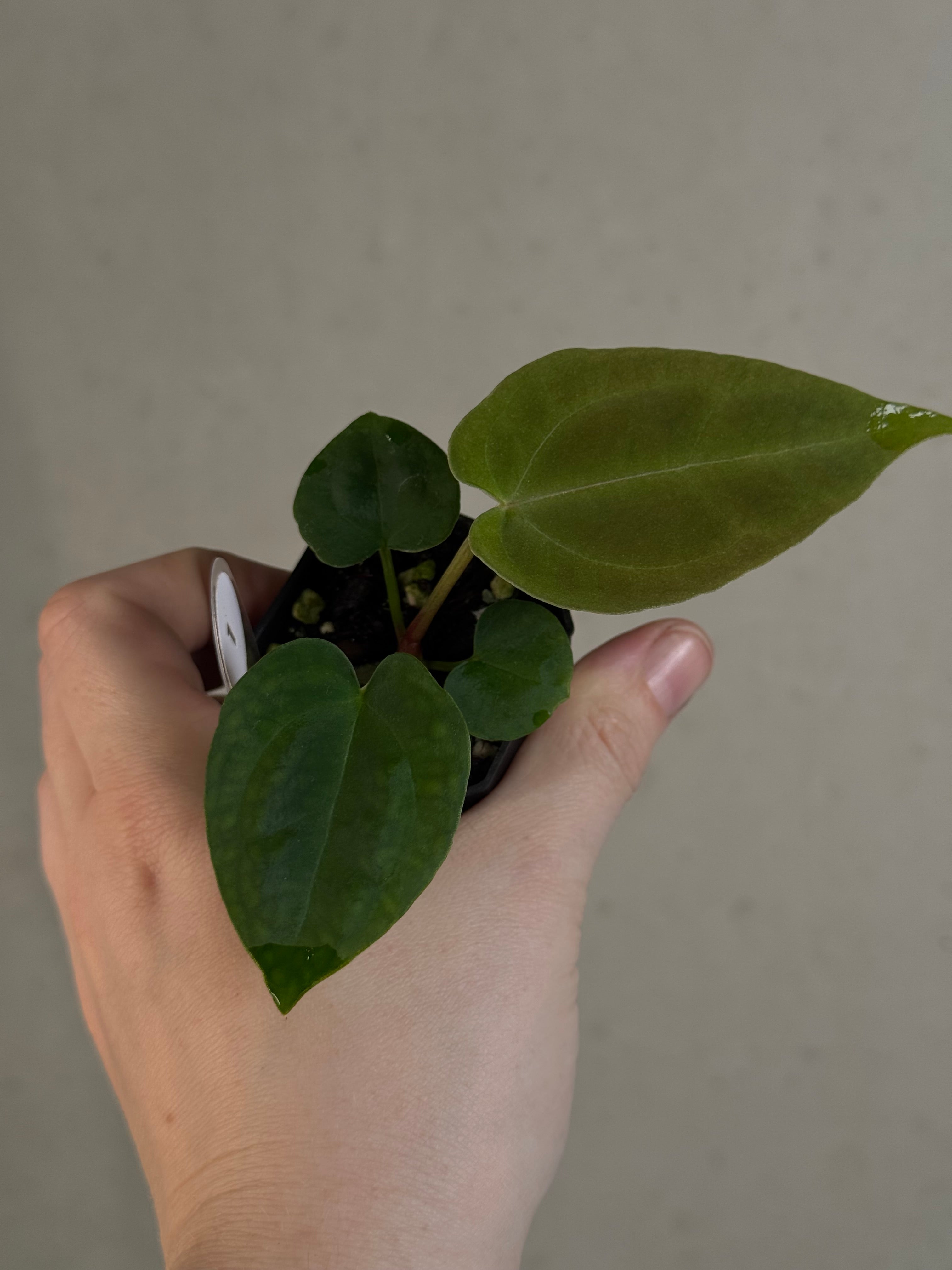Anthurium ('Red Spider' x Forgetii) x (Black Widow x Red Velvet Cake)
