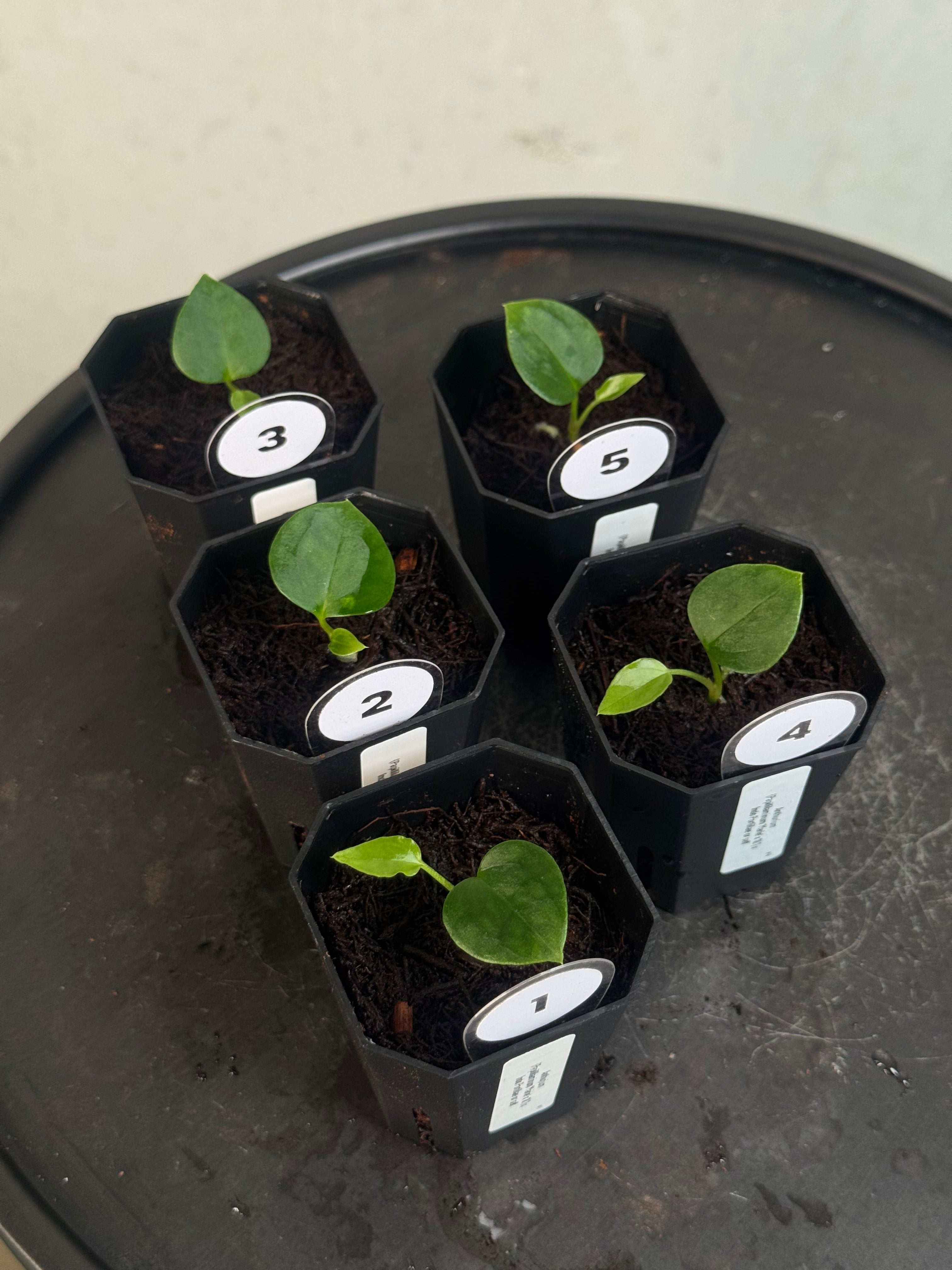 Anthurium (Papillilaminum 'Marie' x 'IL') x Indo Portillae or self - Seedlings