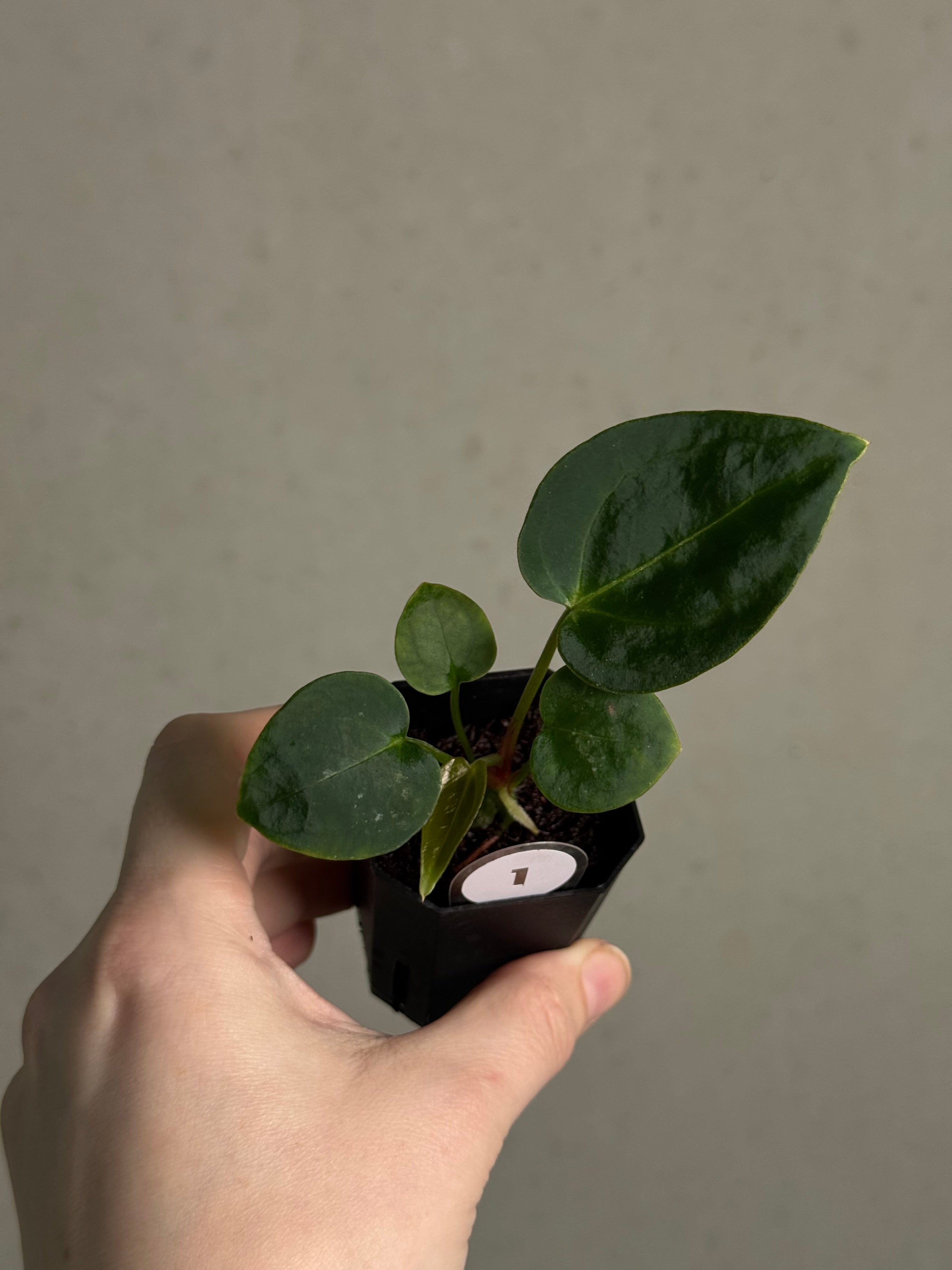 Anthurium Tim Anderson ‘Stripey’ x Portillae ‘Dorito’