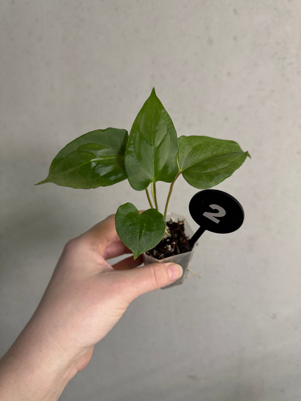 Anthurium Subsignatum Velvet plant by Mathiux Aroid featuring lush green leaves and distinctive velvety texture.