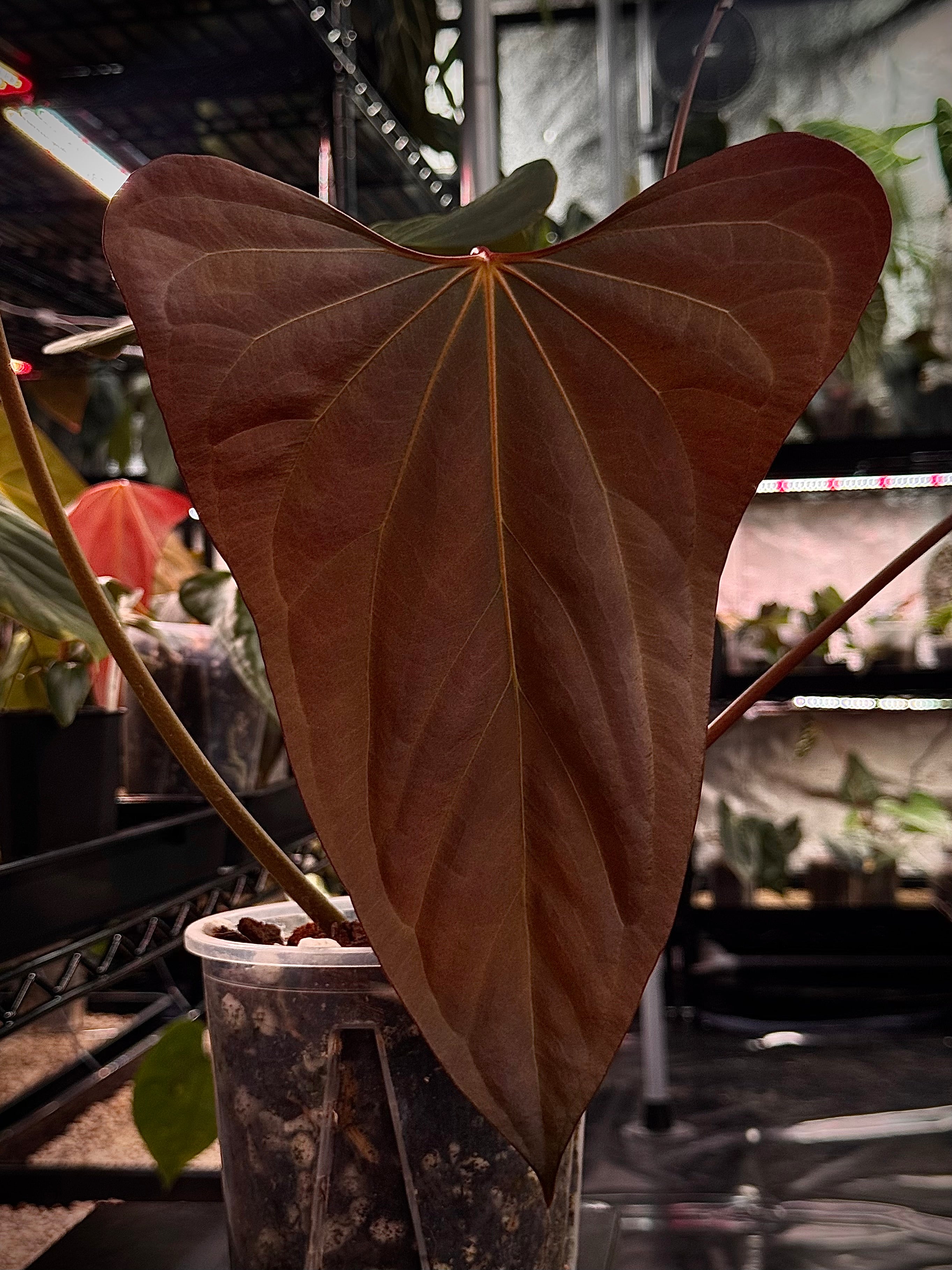 NFS: Anthurium Mr. Worldwide #3 - SMUKHI