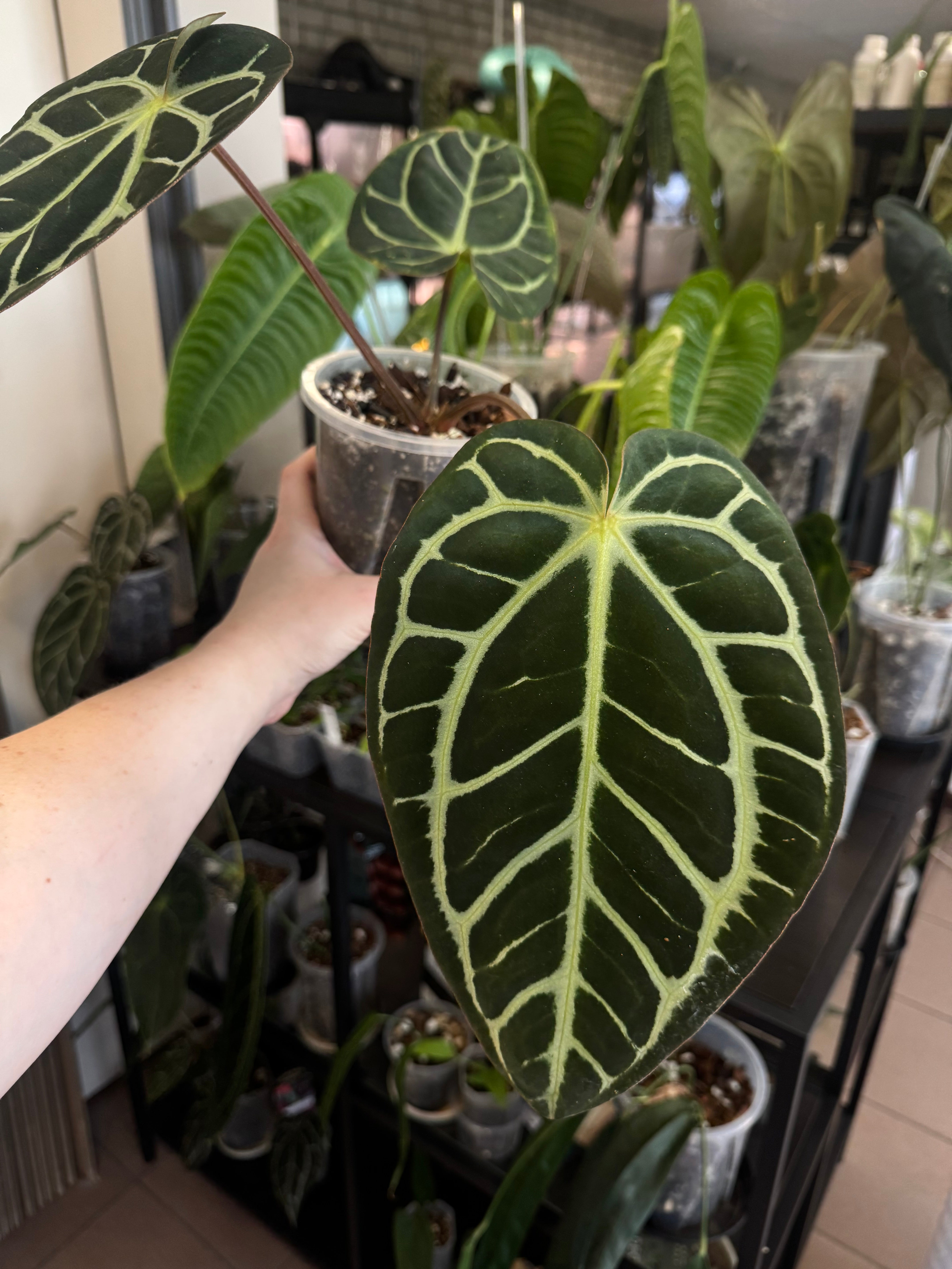 Anthurium Carlablackiae