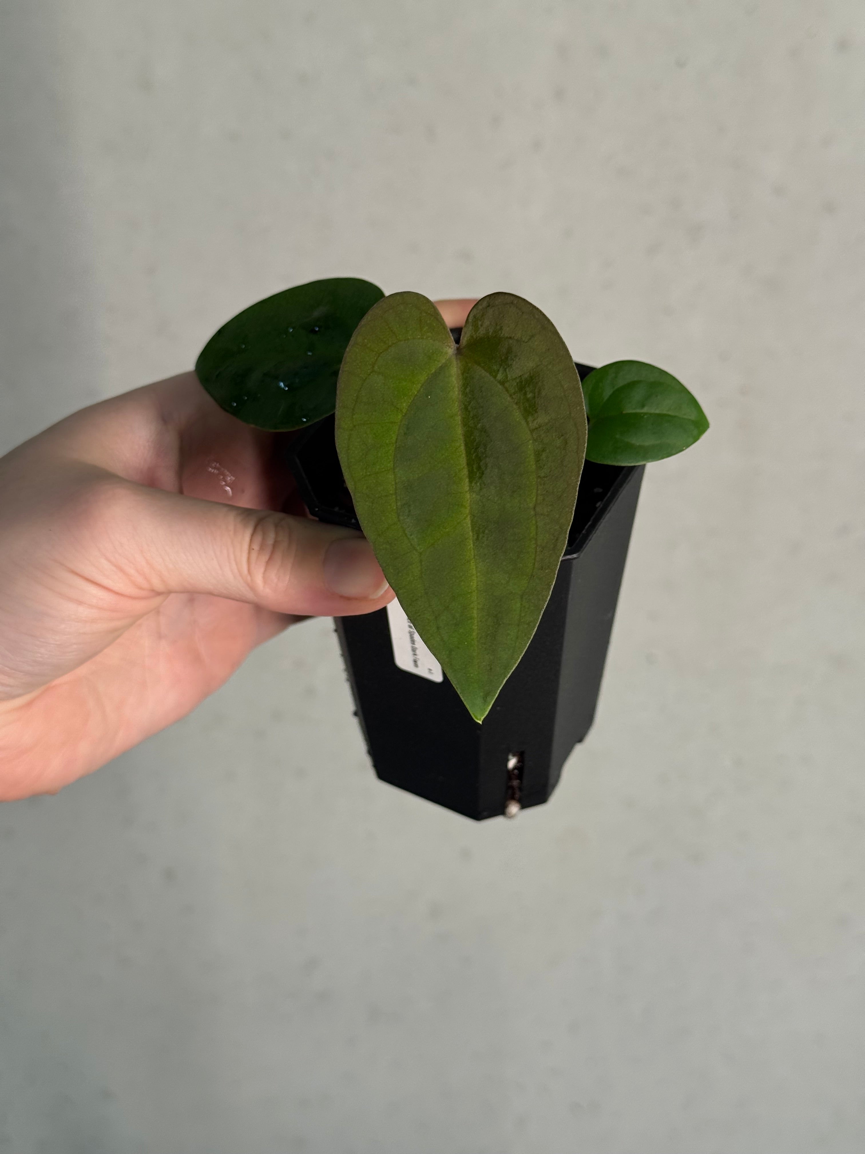 Anthurium BVEP 'Laila' x Ace of Spades Dark Form