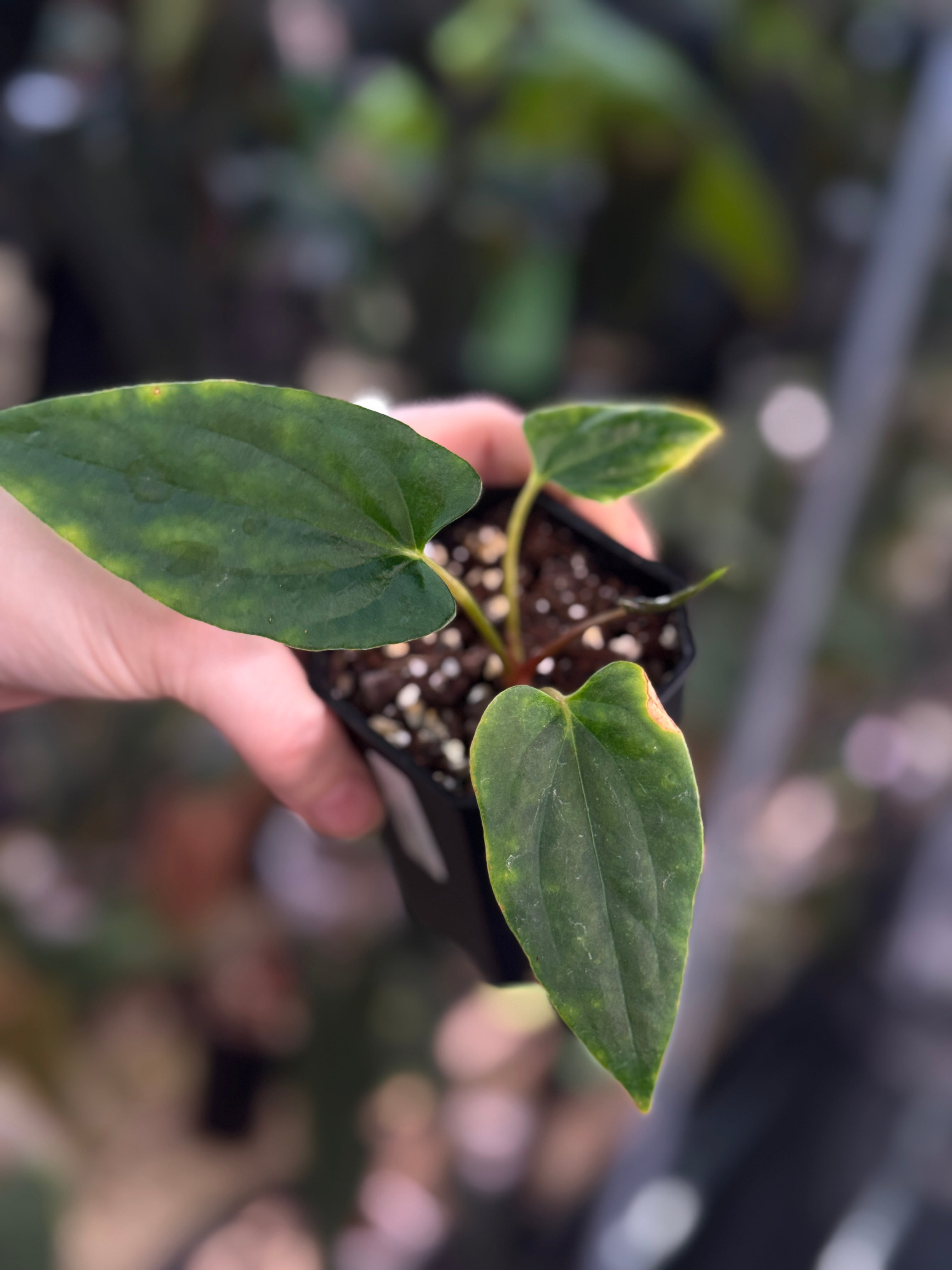 Anthurium Ralph Lynam x self