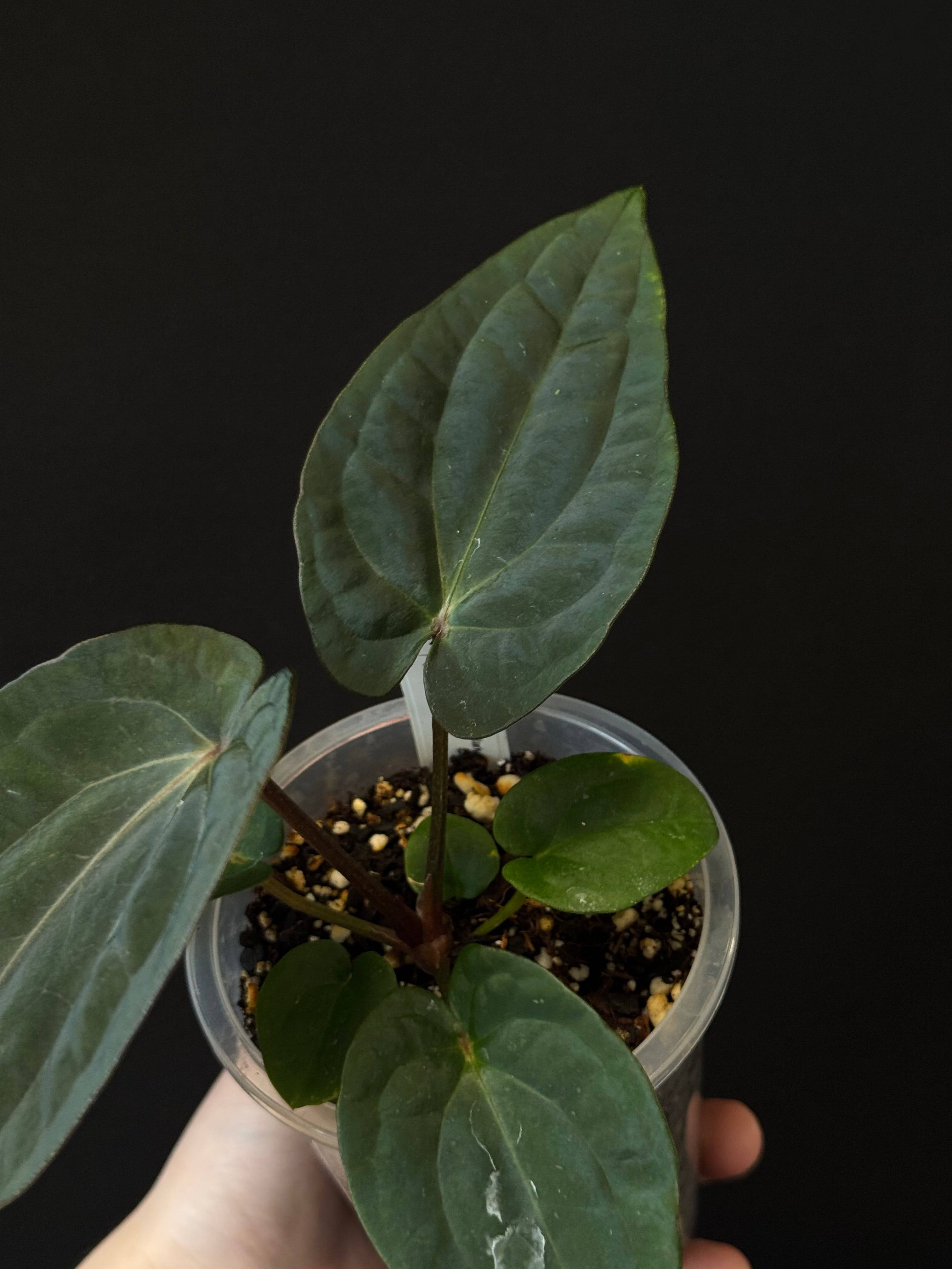 NFS: Anthurium (Dressleri RG F2 Dark x Carlablackiae ‘Amanda’) x Dressleri NSE ‘Obsidian’ - SMUKHI