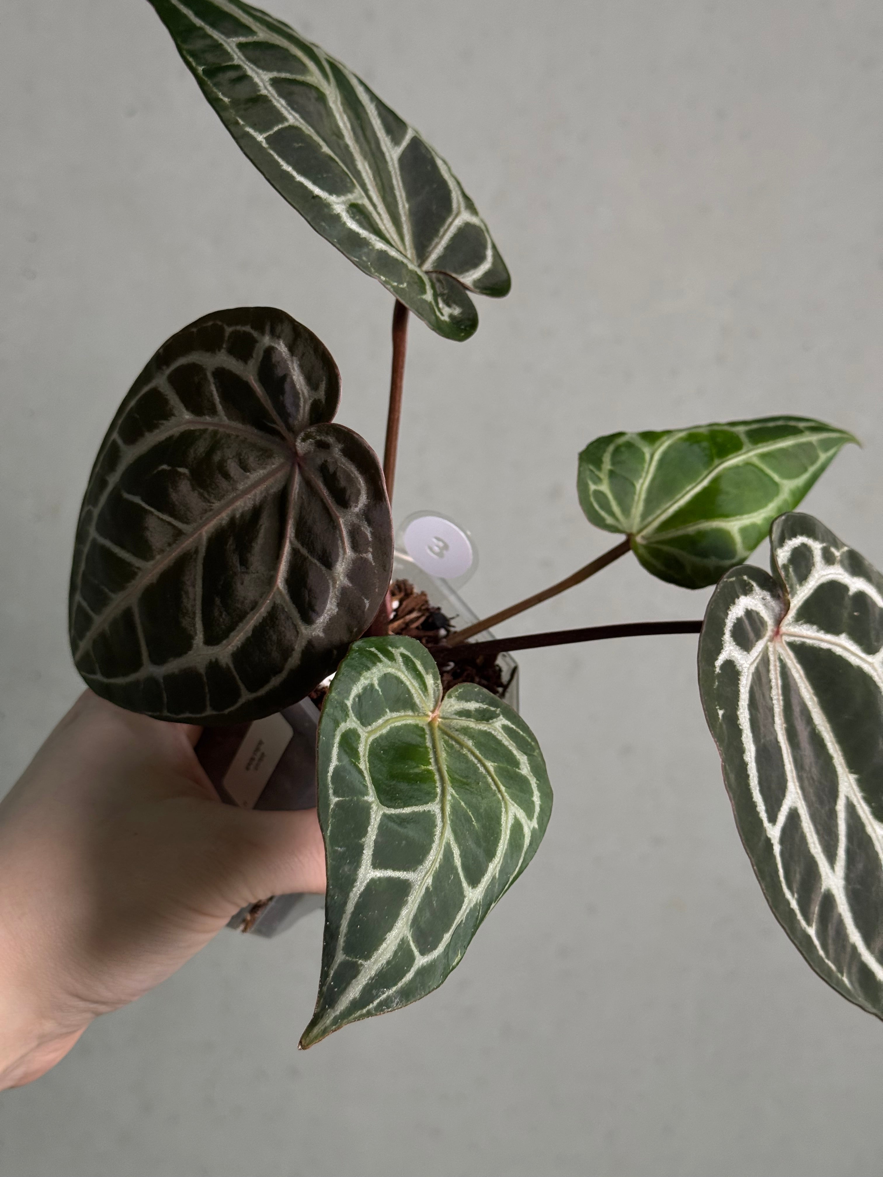 Anthurium DocBlock Michelle - SMUKHI