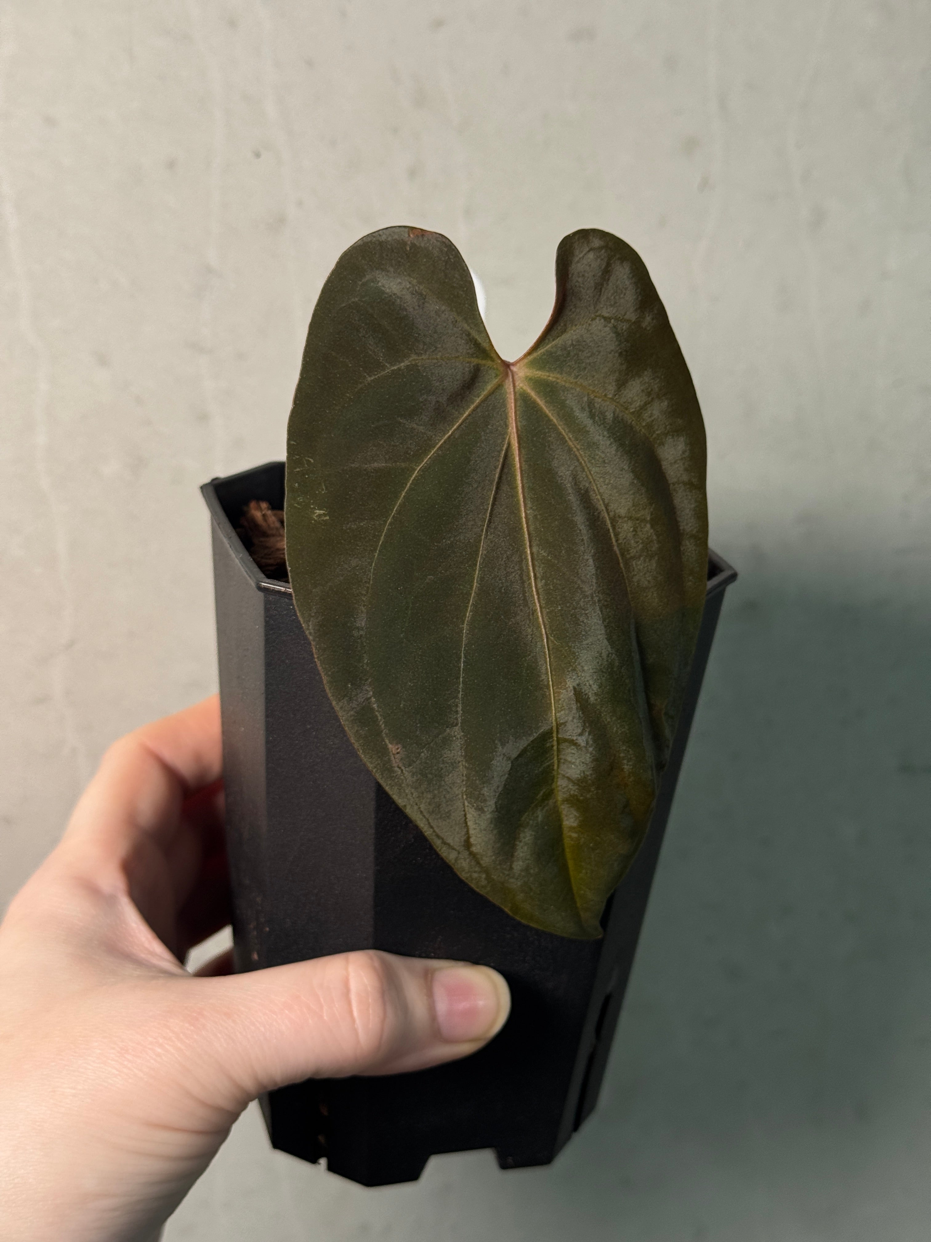 Anthurium Papillilaminum 'Daniel' - Clone - SMUKHI
