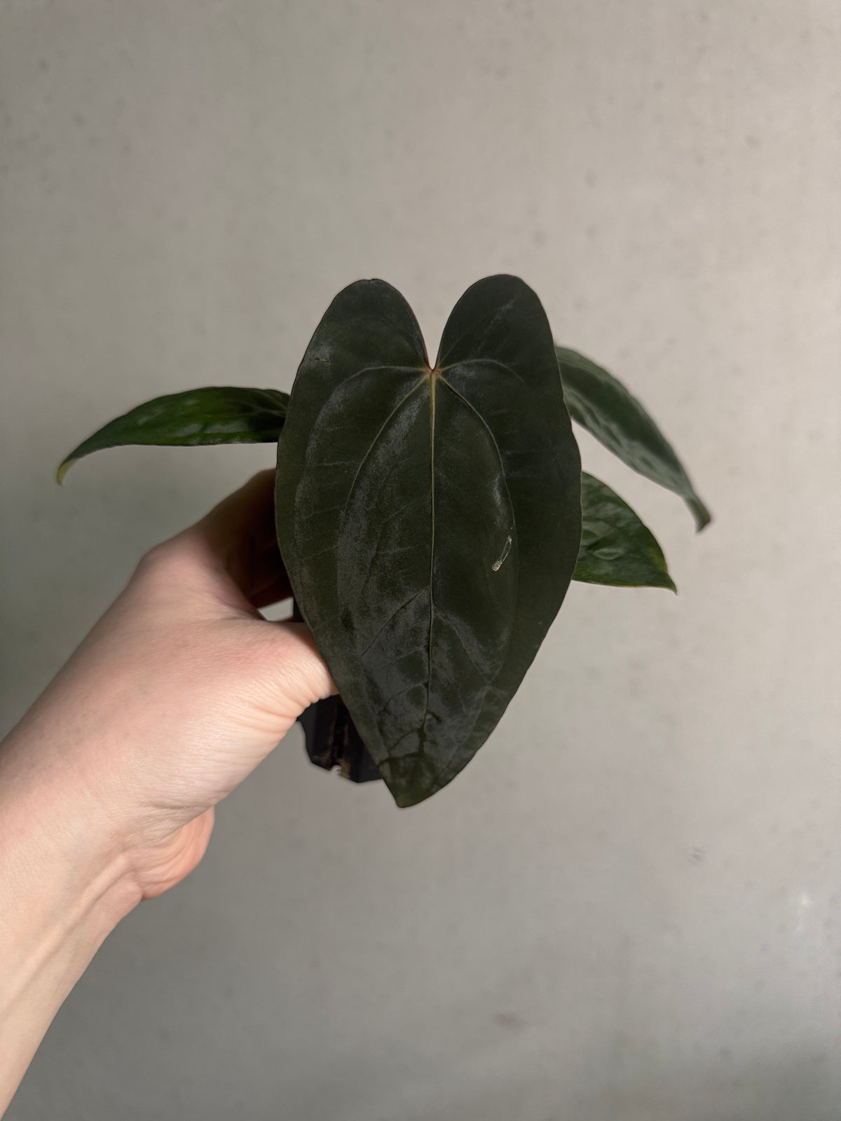 Private Collection NFS Anthurium papillilaminum RA5 x Dressleri F3 plant with glossy green leaves and unique leaf patterns.