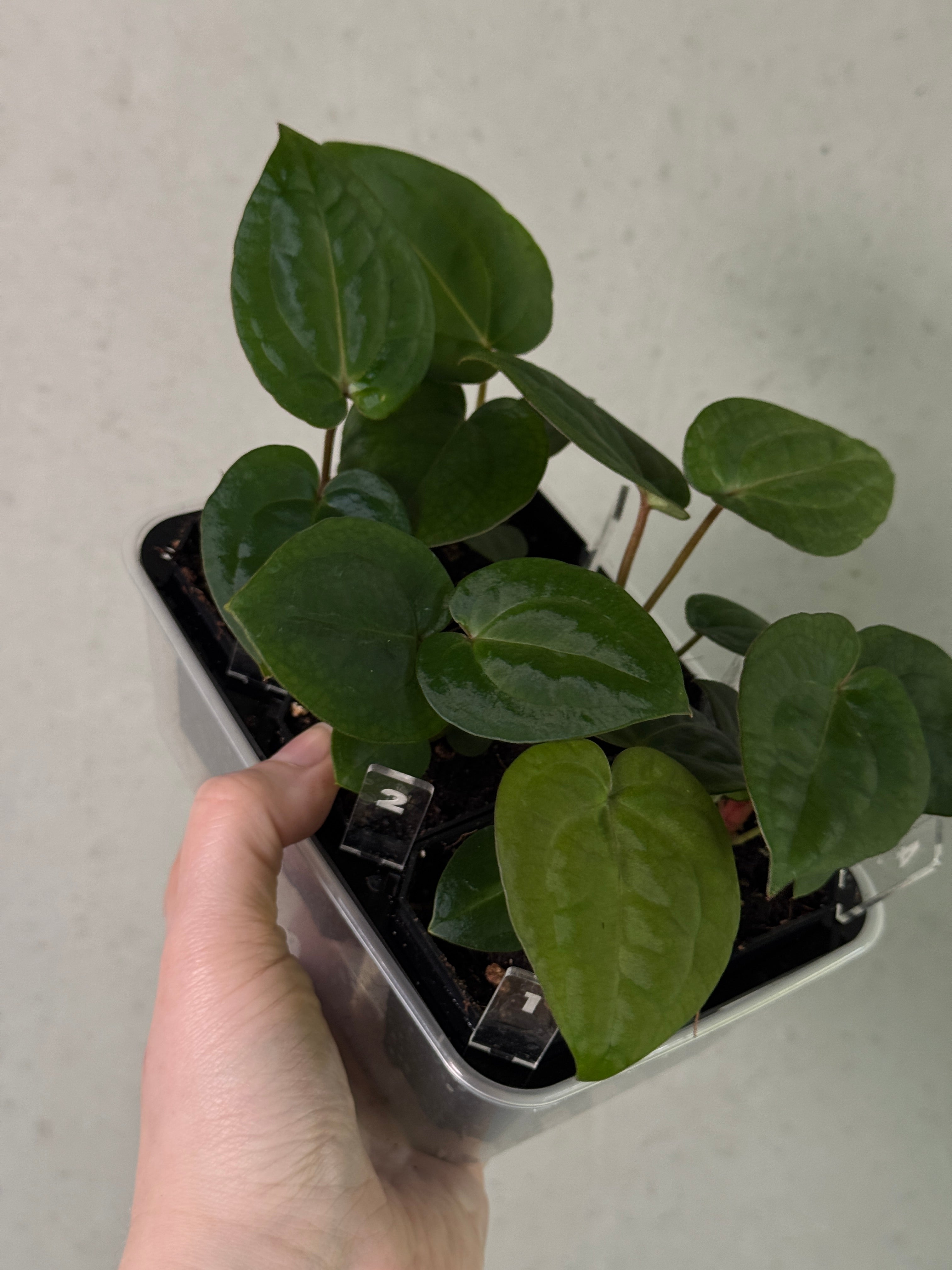 Anthurium Michelle x (?)