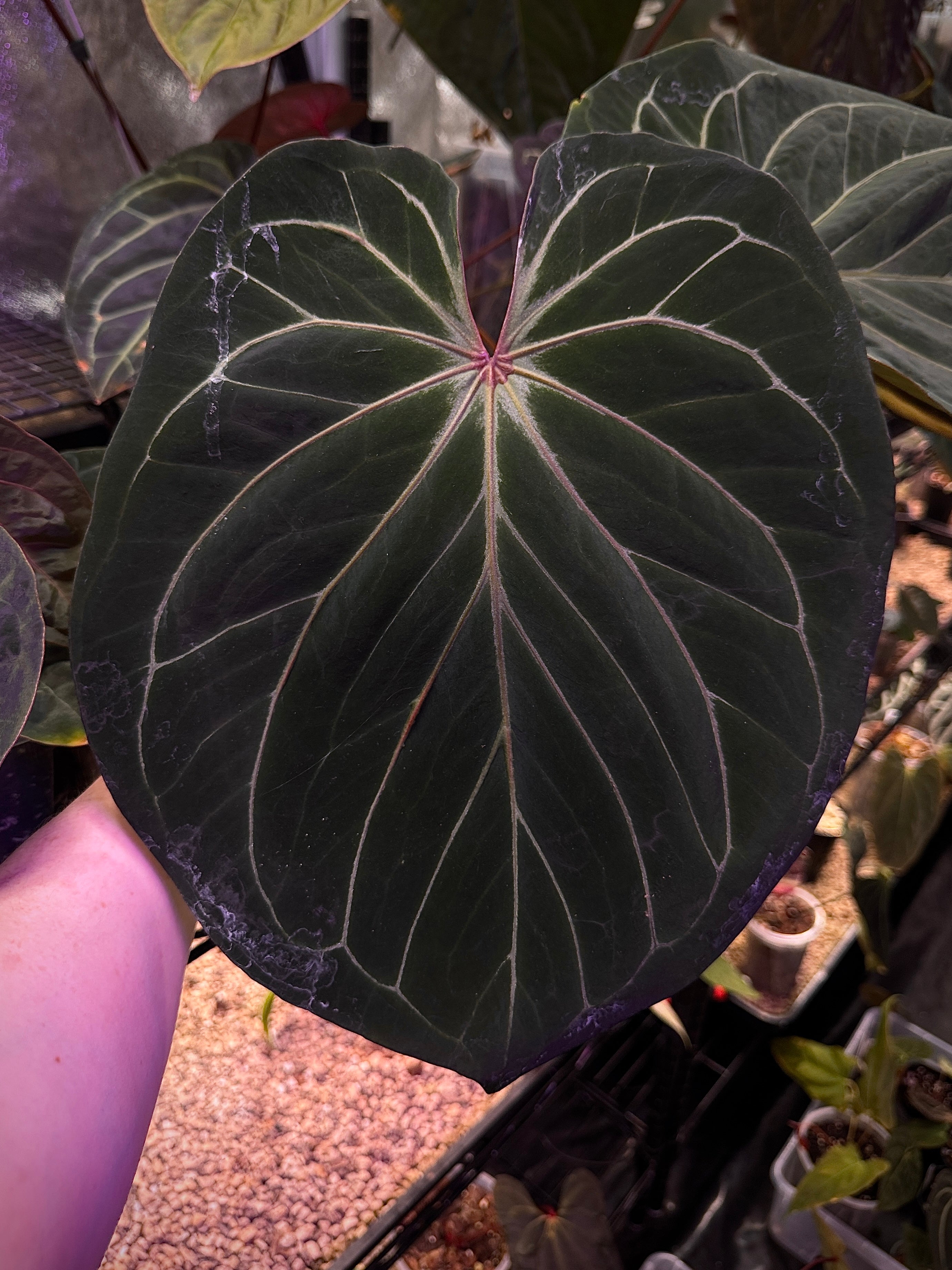 Private Collection NFS Anthurium HU plant with lush green leaves and vibrant red flowers, displayed in a decorative pot.