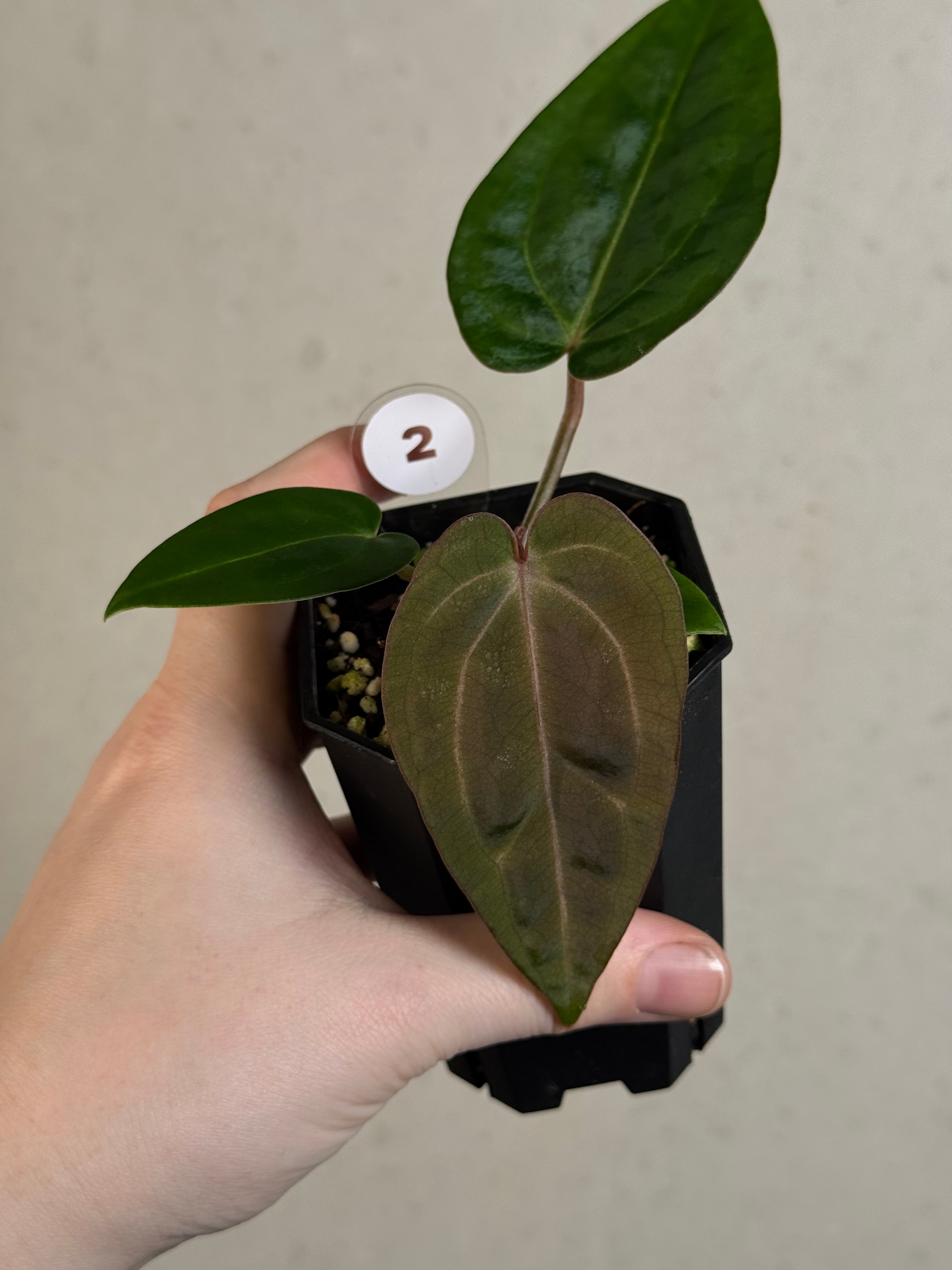 Anthurium (Carlablackiae WU1 x self) x (Black Widow x Red Velvet Cake)