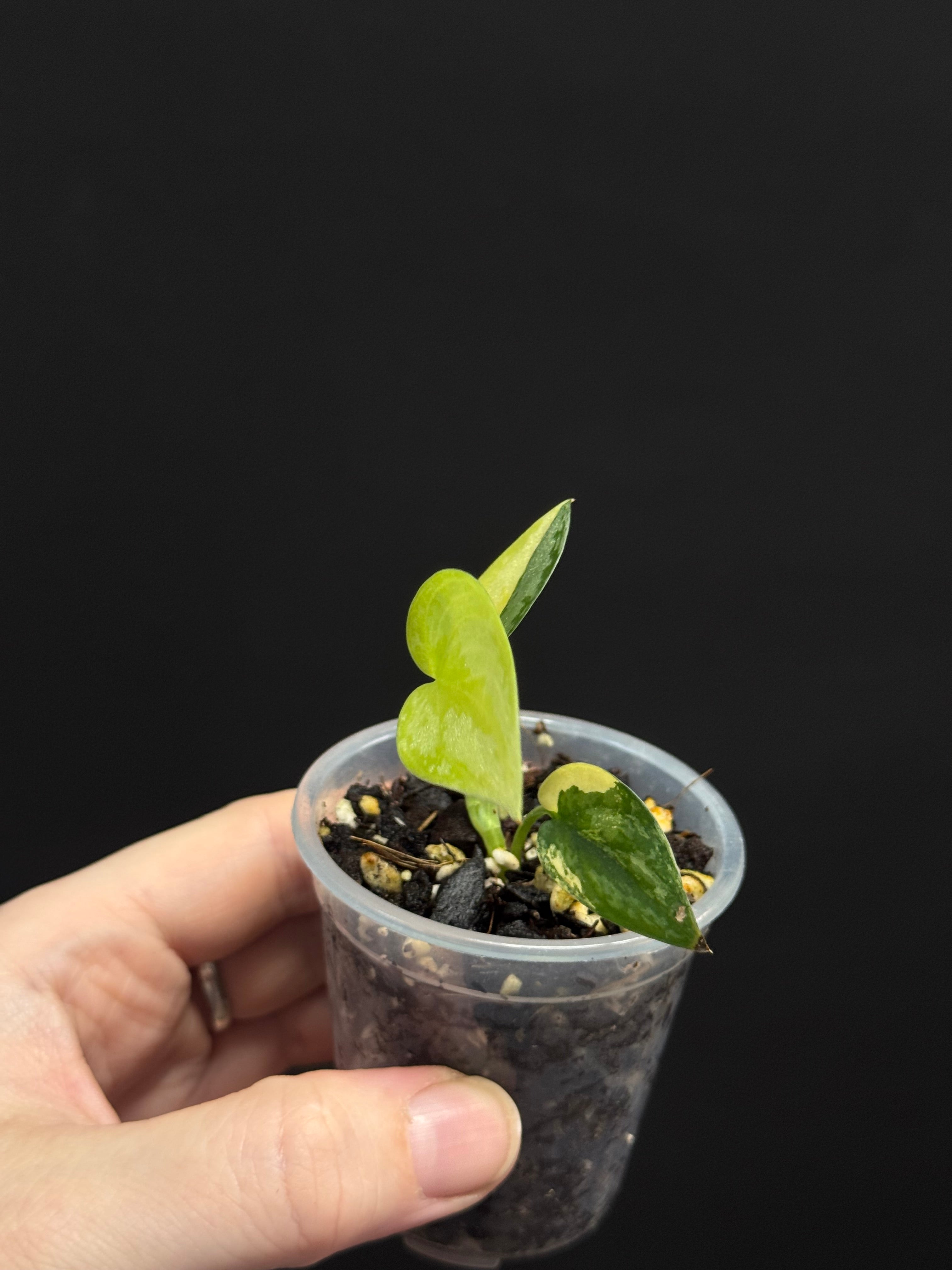 Scindapsus pictus ‘Apolaki’