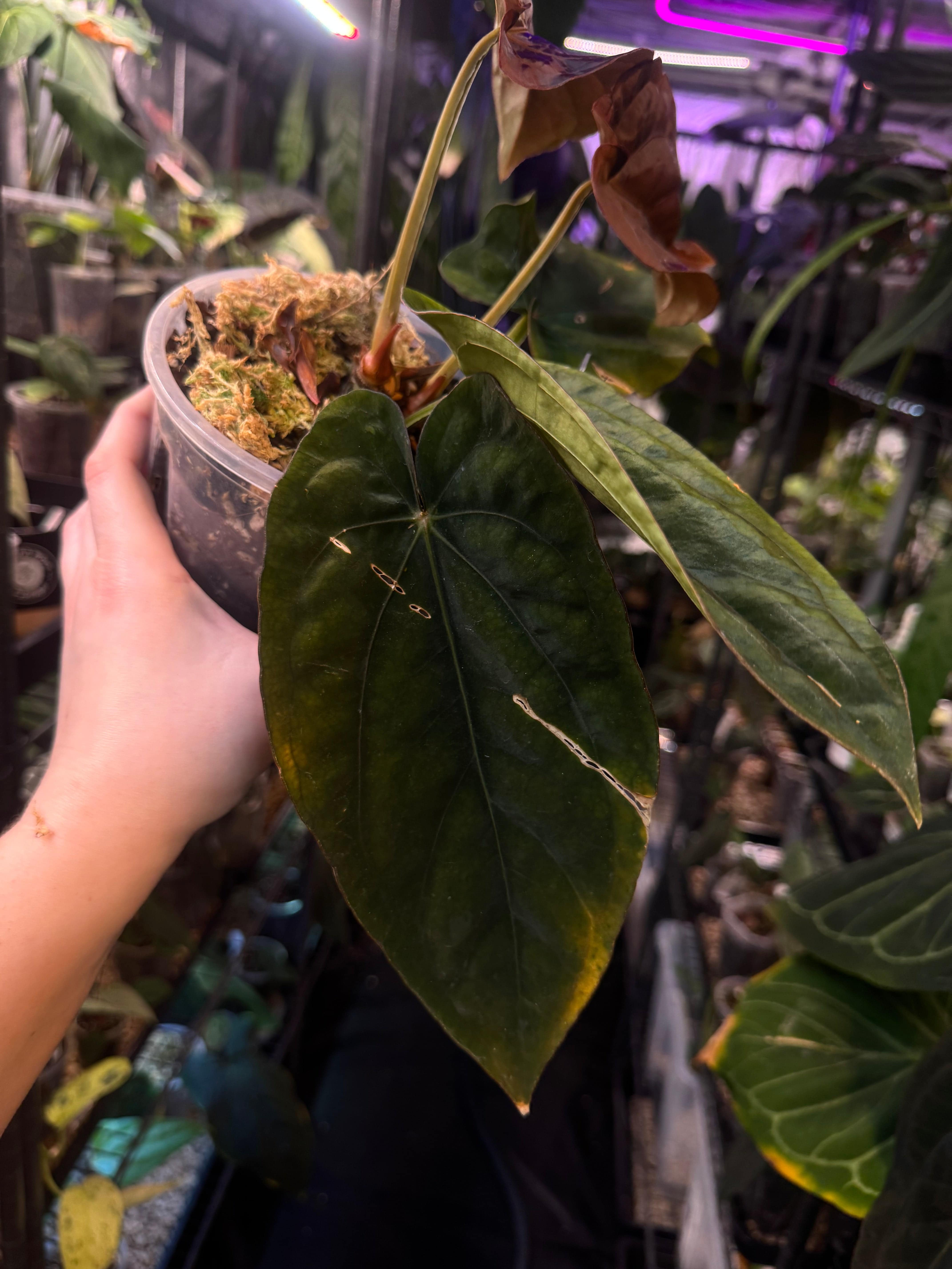 NFS: Anthurium Dressleri 'Windy' x RG F2 - SMUKHI