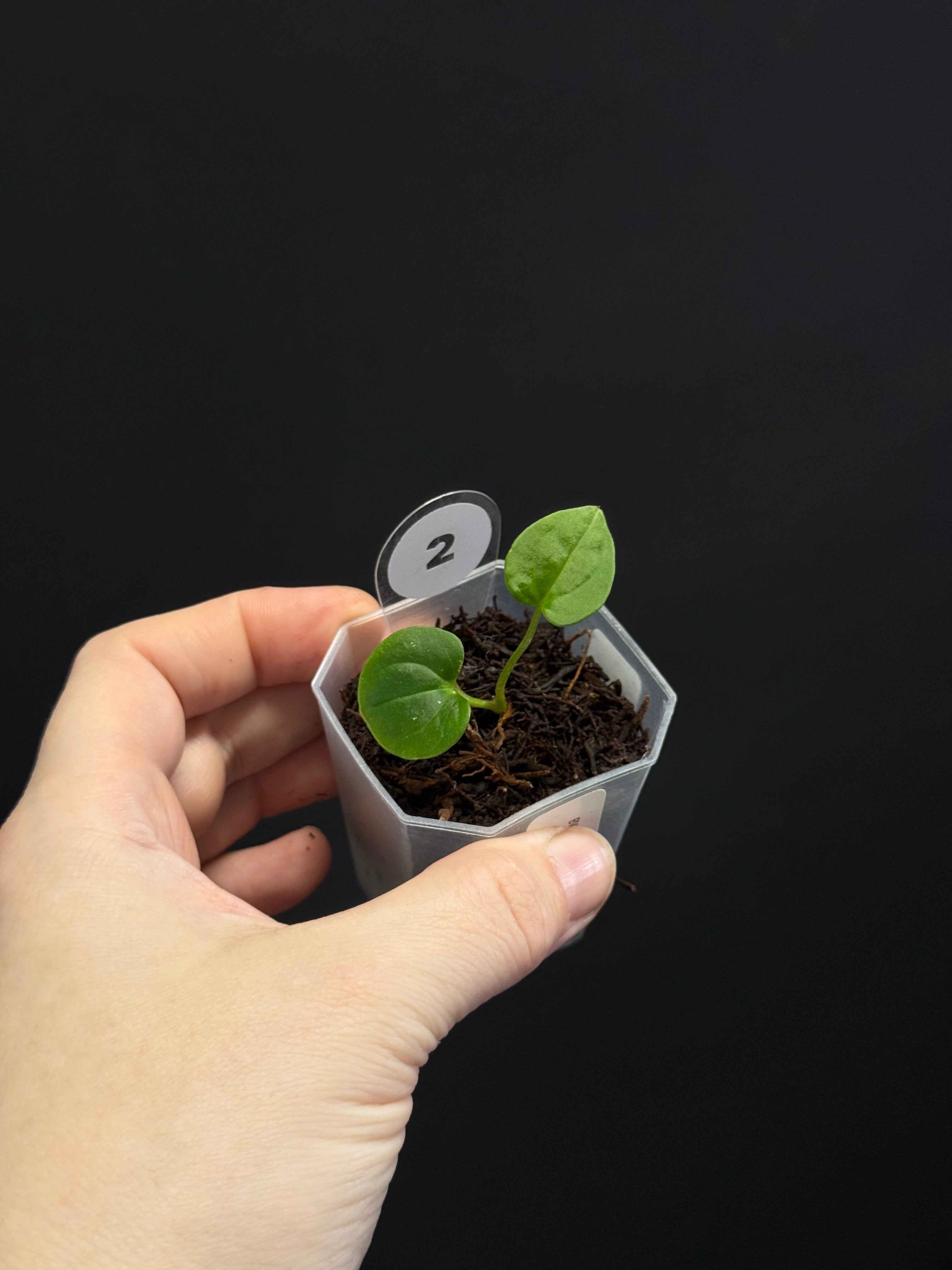 Anthurium BVEP ('Round' x RA1) x Kunayalense CC1