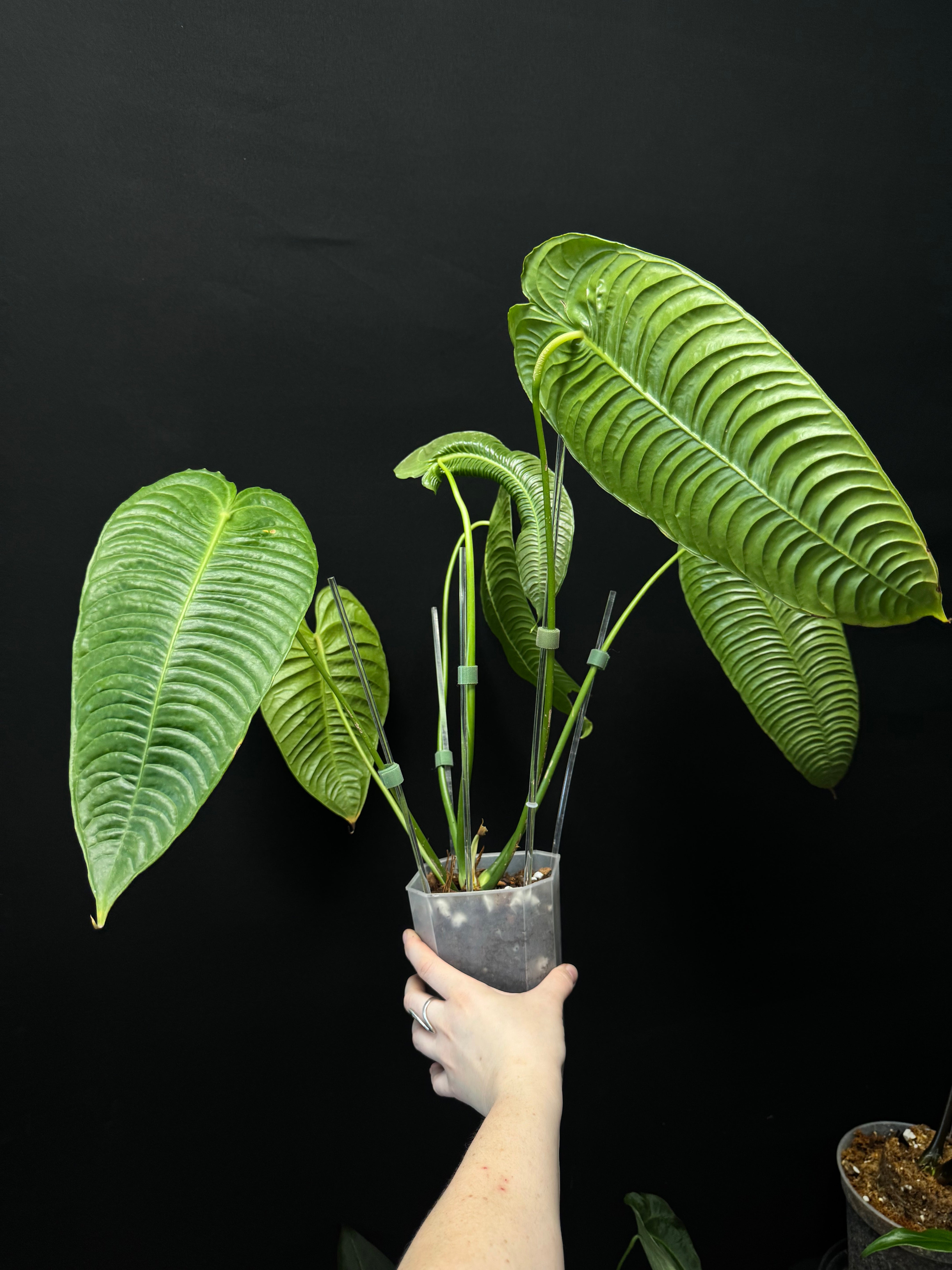 Anthurium Veitchii