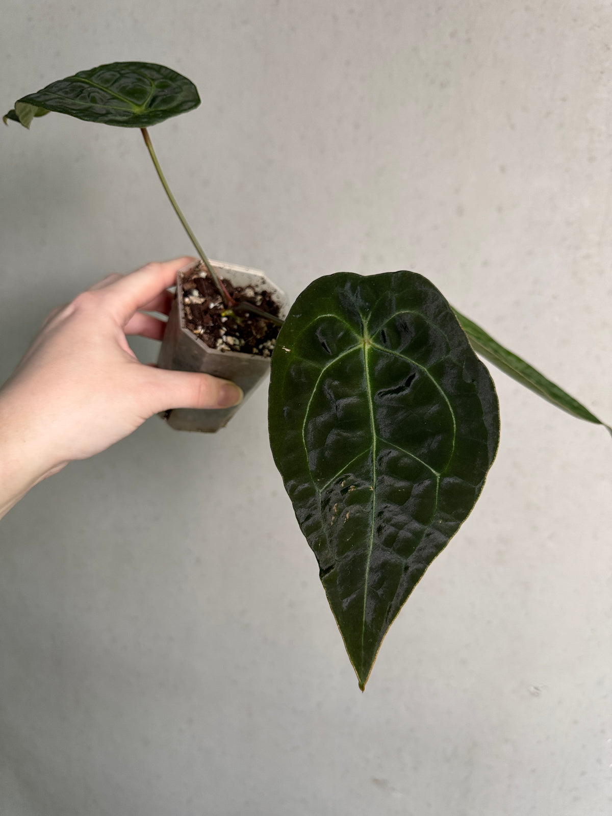 Anthurium Forgetii x Open plant from SMUKHI featuring lush green leaves and distinctive white venation, potted for indoor display.