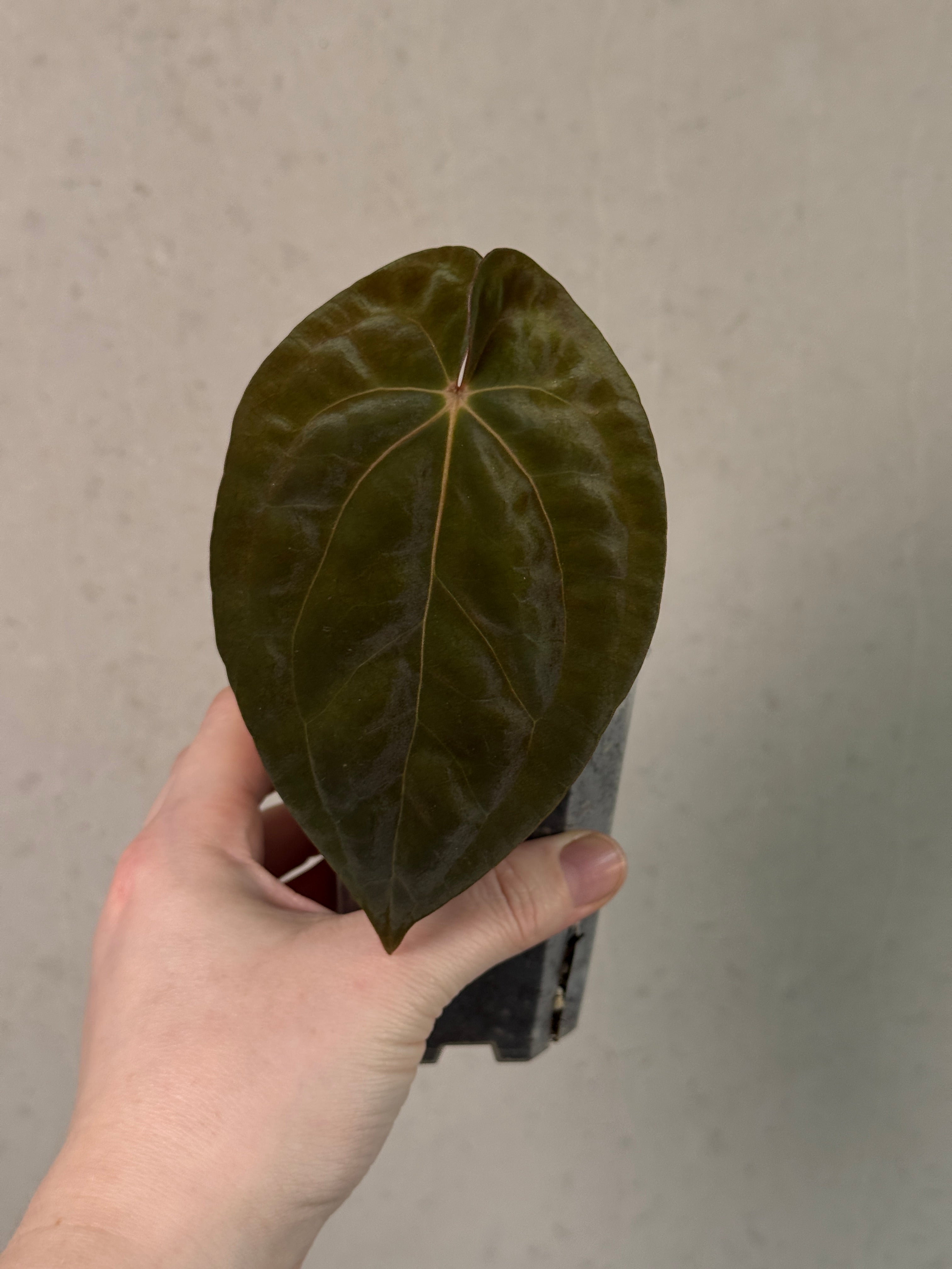 Anthurium Papillilaminum 'Guna Yala' - Clone