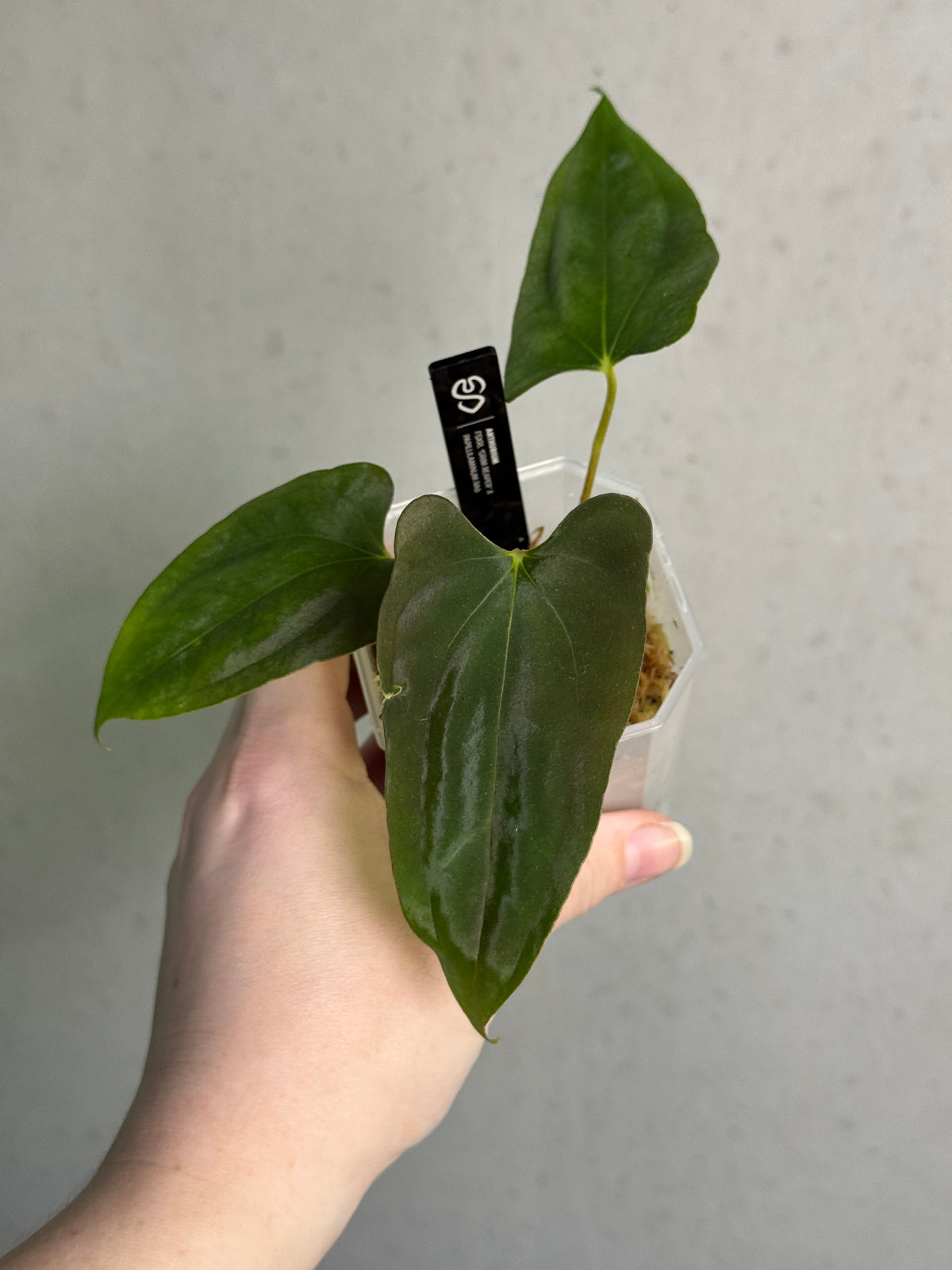 Anthurium FSxRL Grim Reaper x Papillilaminum plant by SMUKHI, showing glossy dark leaves and vibrant flowering spathes.