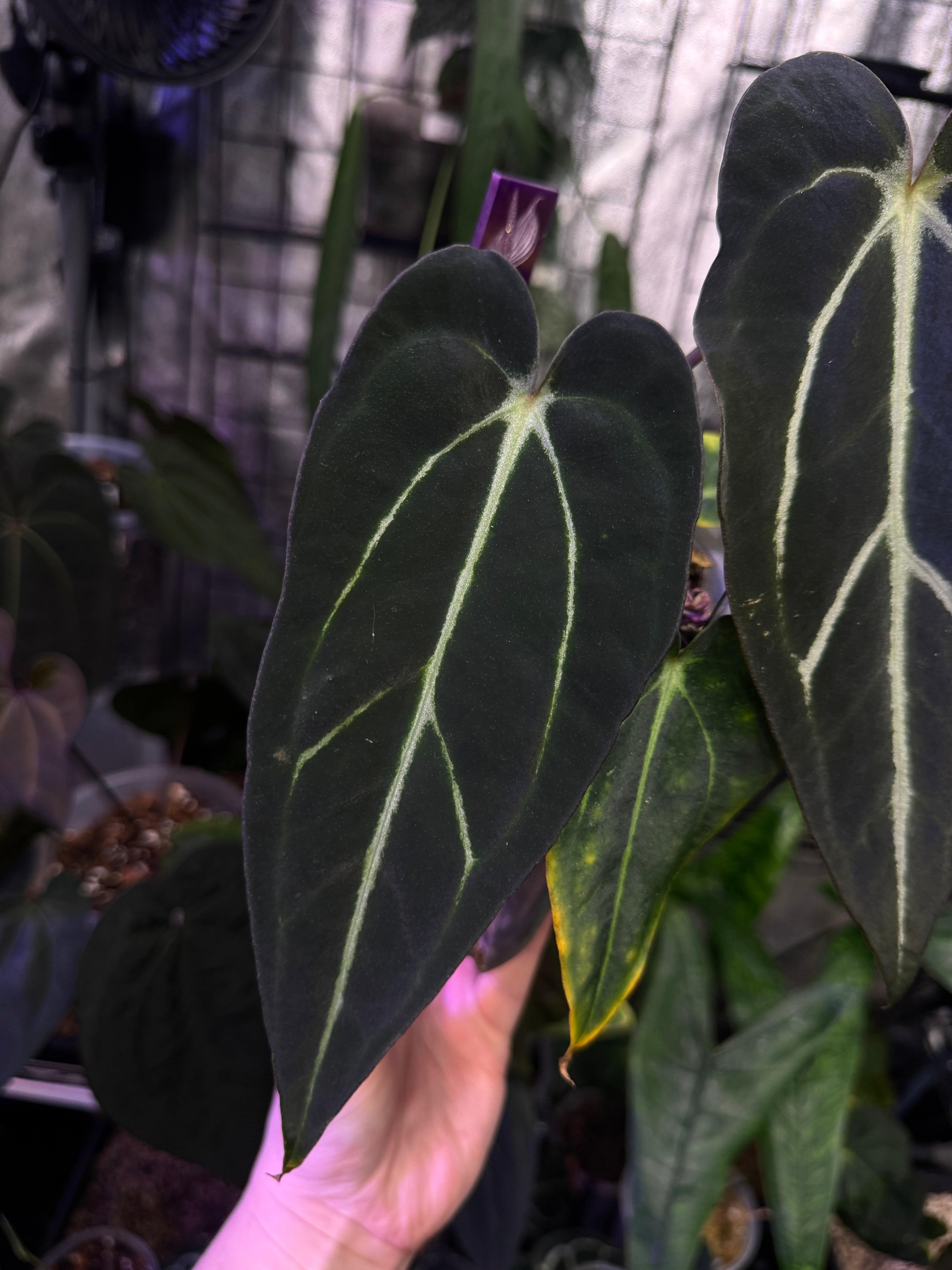 NFS: Anthurium Carlablackiae ‘Round’ x GPH-001 #1 - SMUKHI
