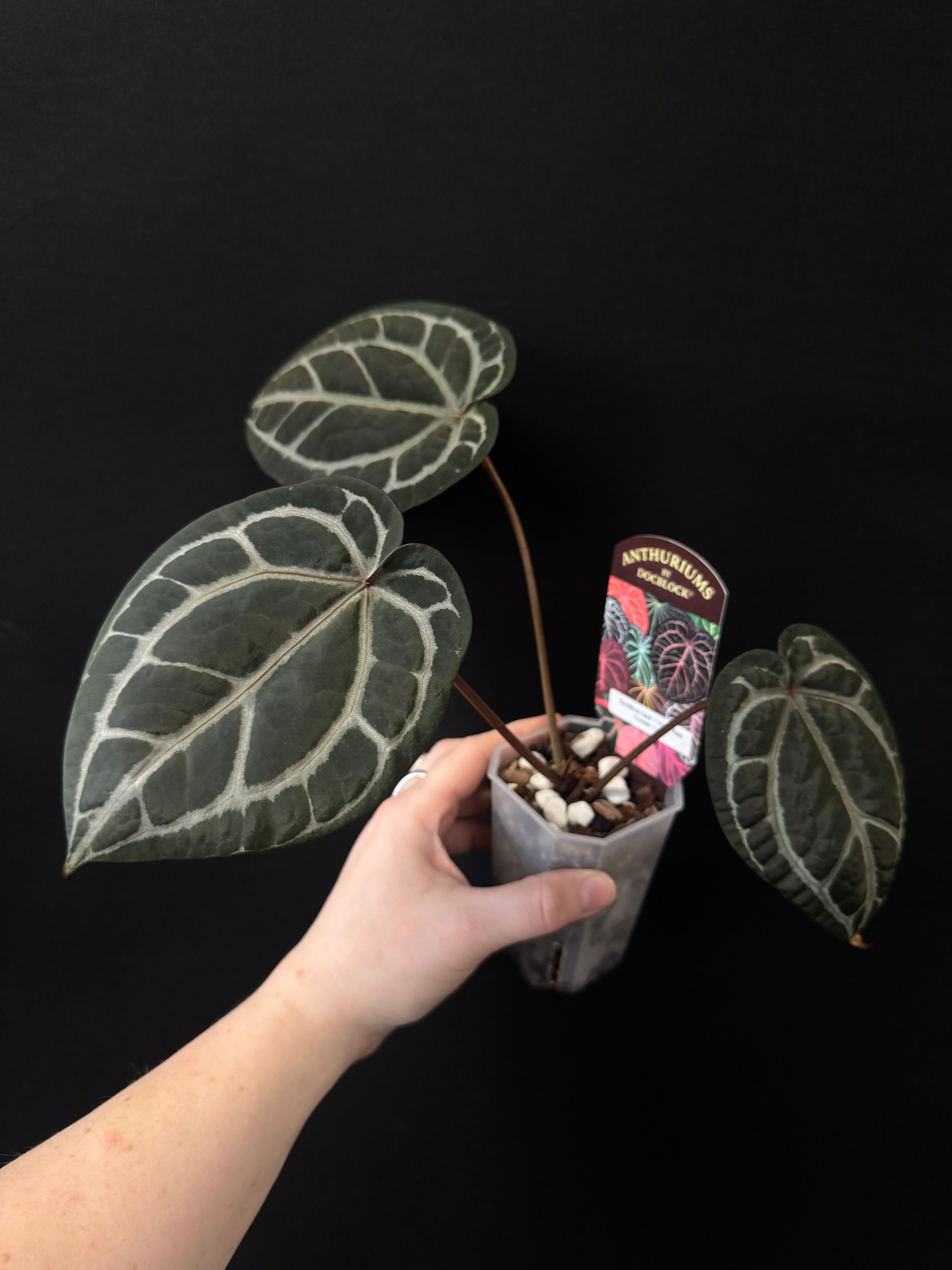 B-Grade/Sad Plants - Various Plants