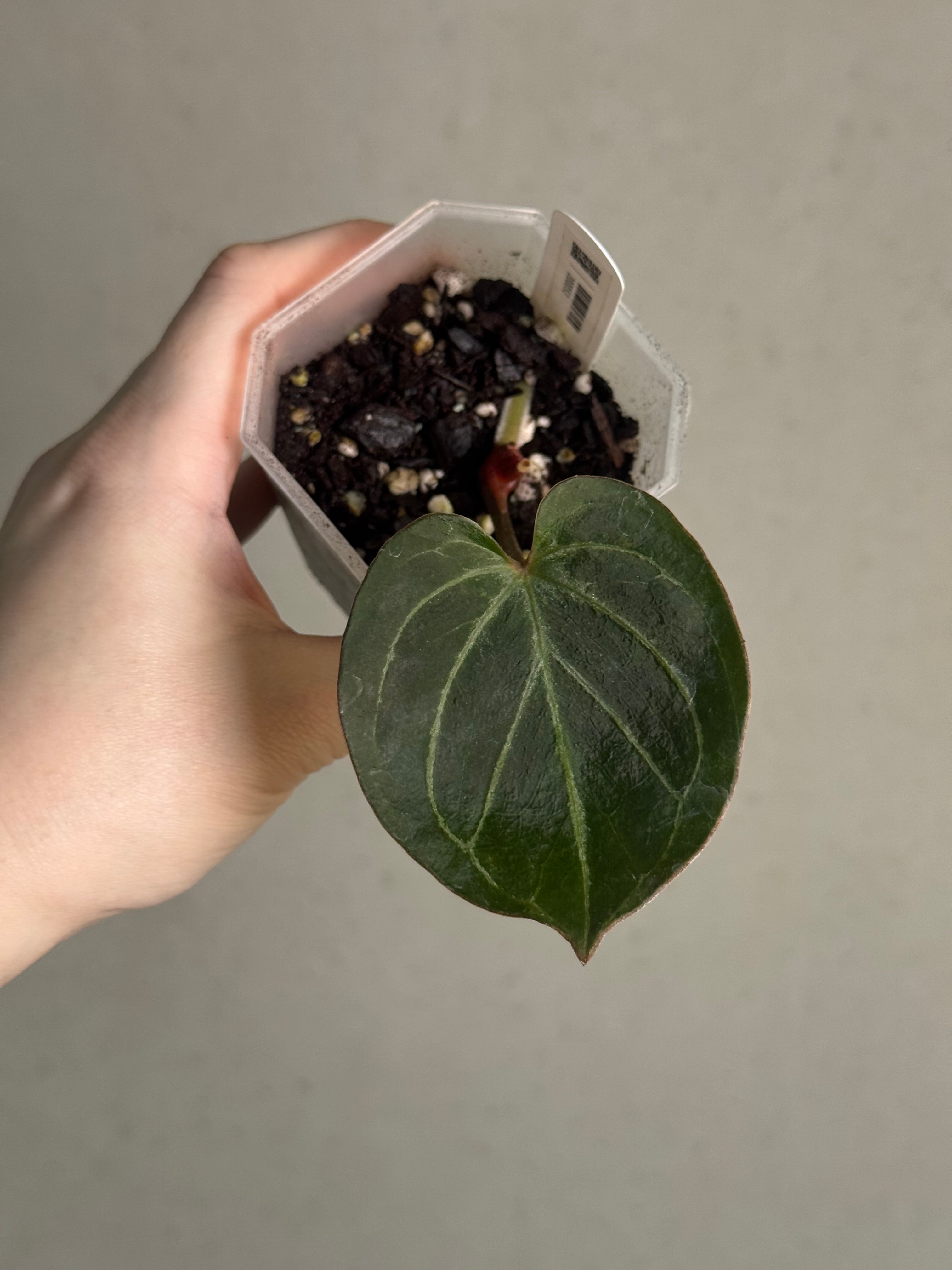 Anthurium HU ‘Round’ #1 - Clone - Pre-order - SMUKHI