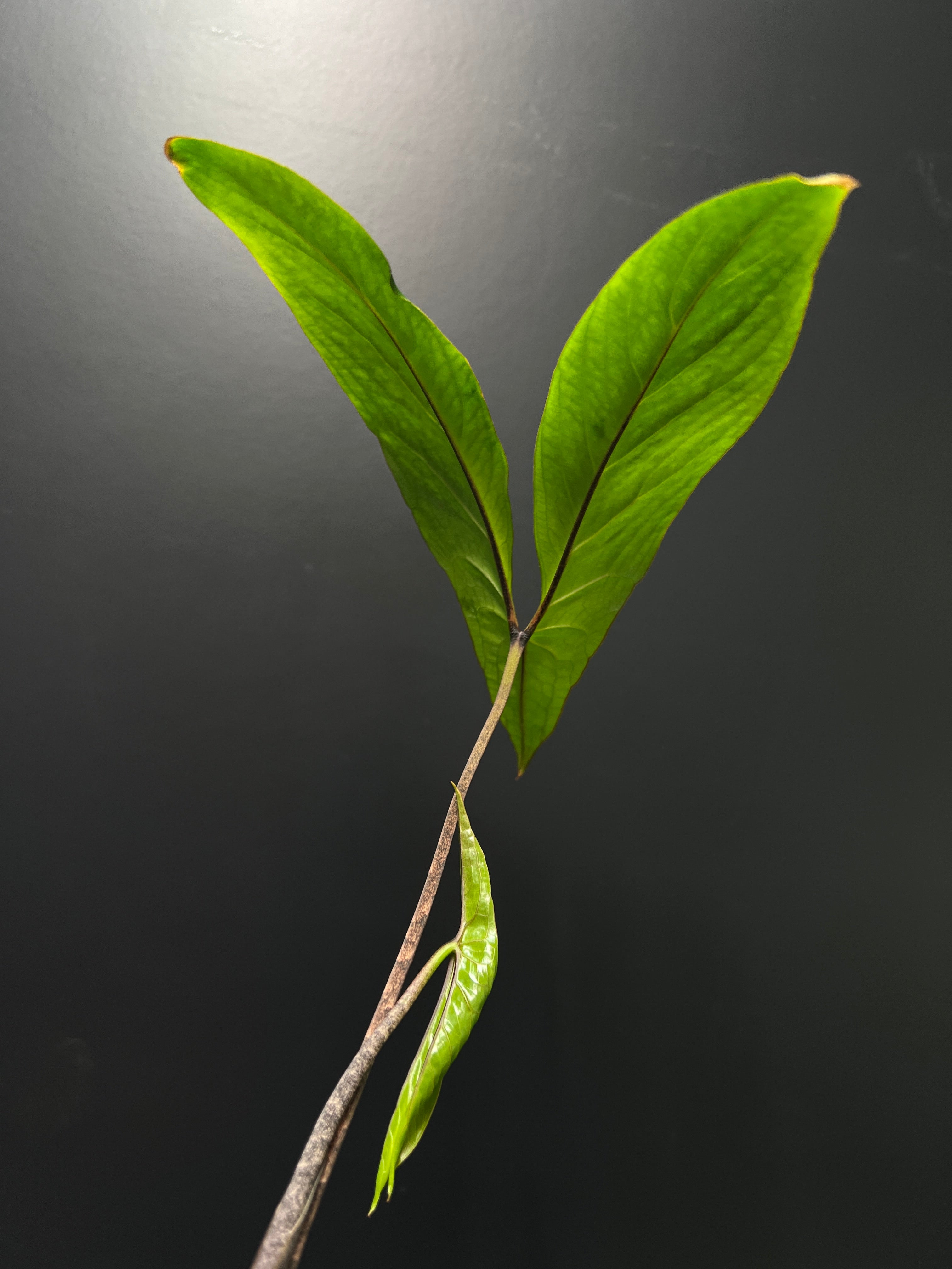 Cyrtosperma Hambalii