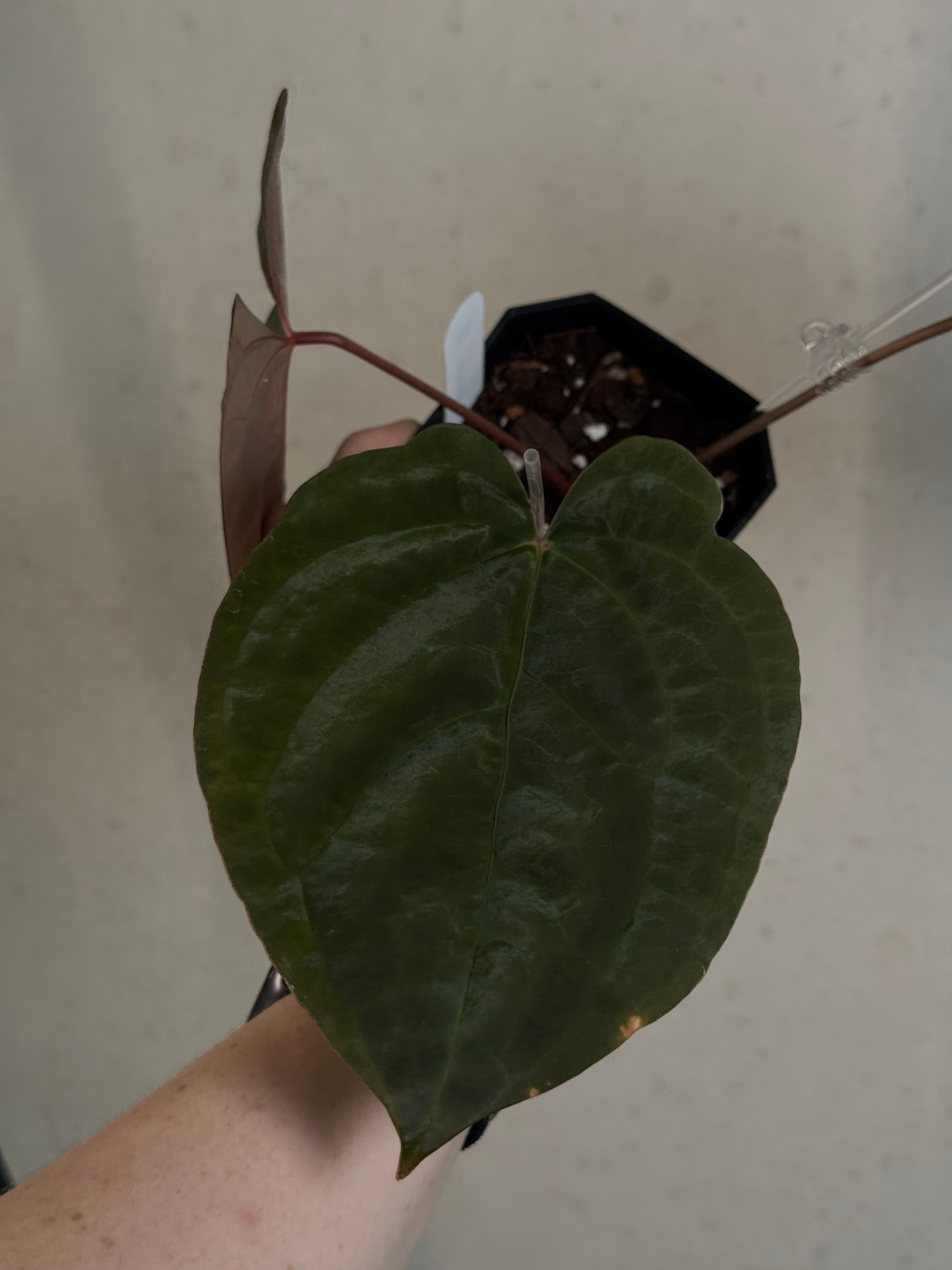 Anthurium Goliath x Dark Phoenix - Clone - Pre-order
