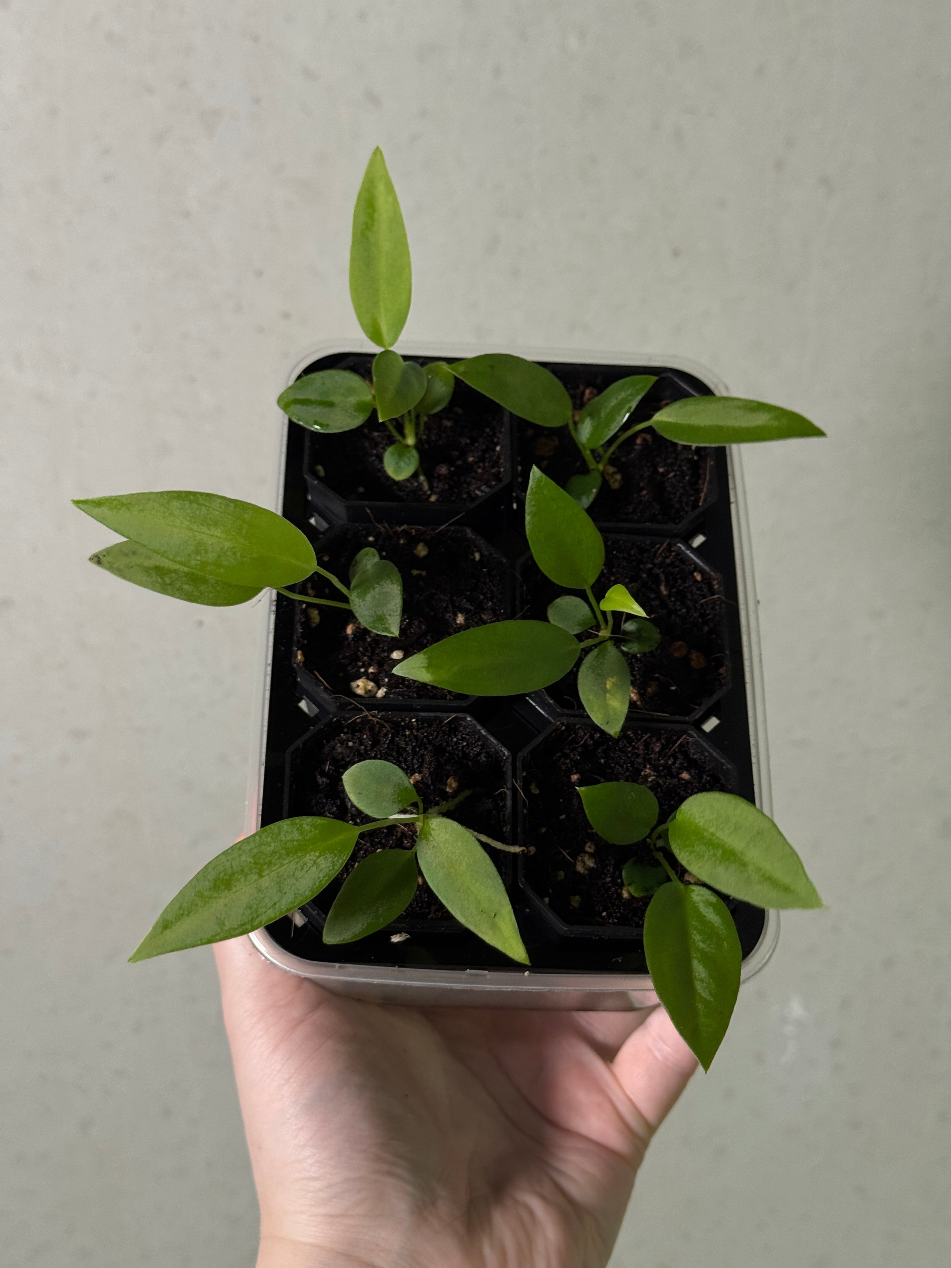 Anthurium Pallidiflorum
