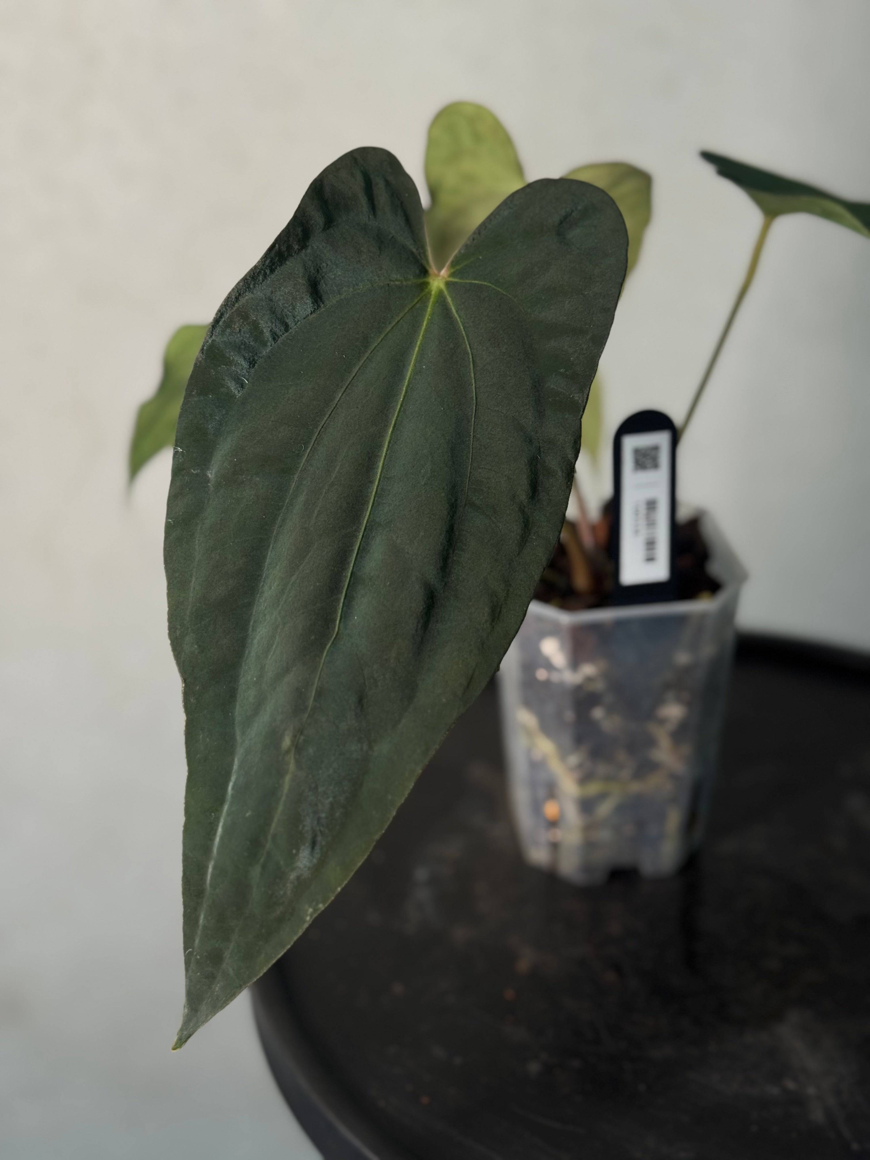 Anthurium sp. Nov DF x BVEP RA1 - Clone - SMUKHI
