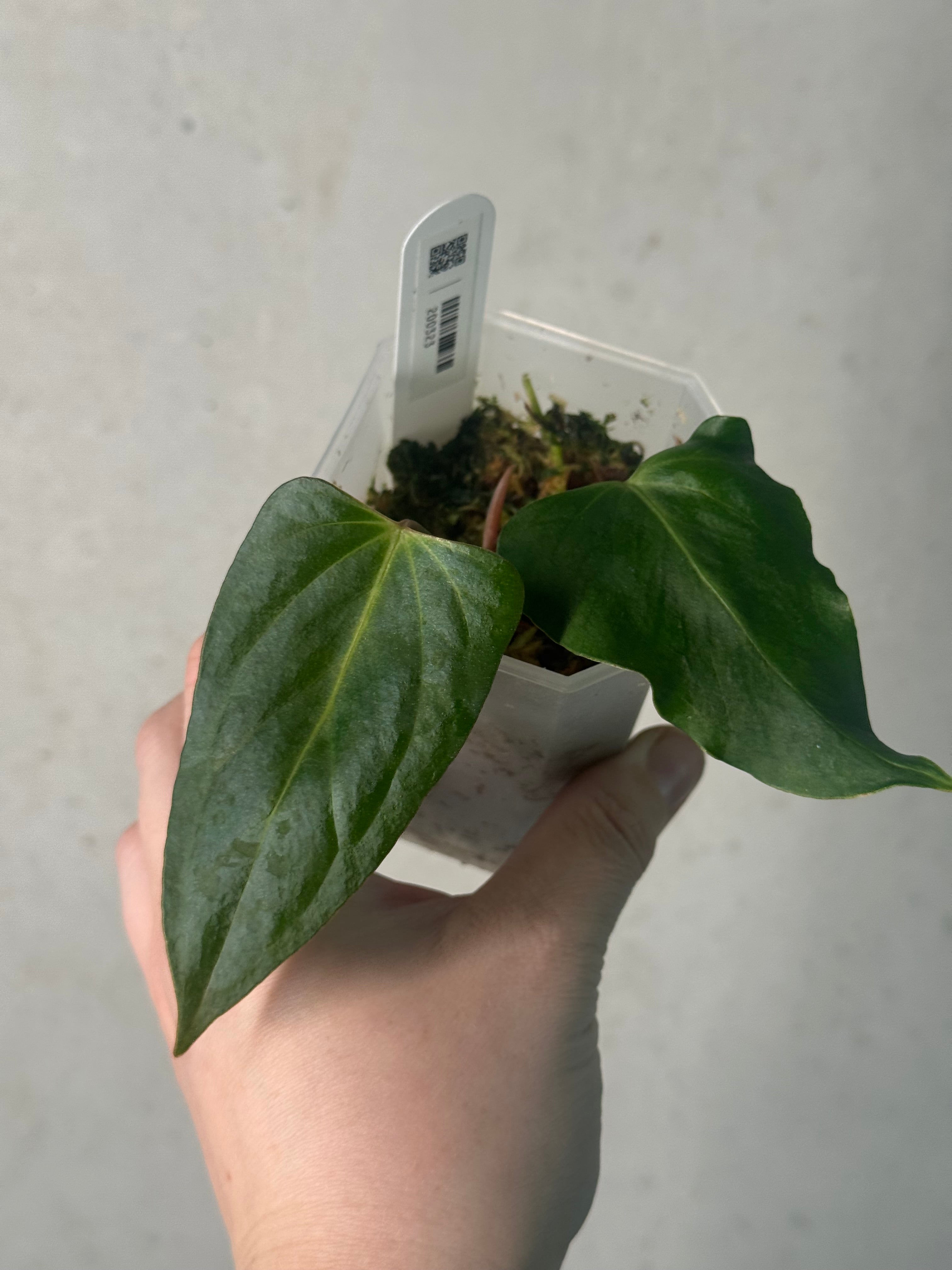 Anthurium Indo Portillae XDF x Indo Portillae - Clone
