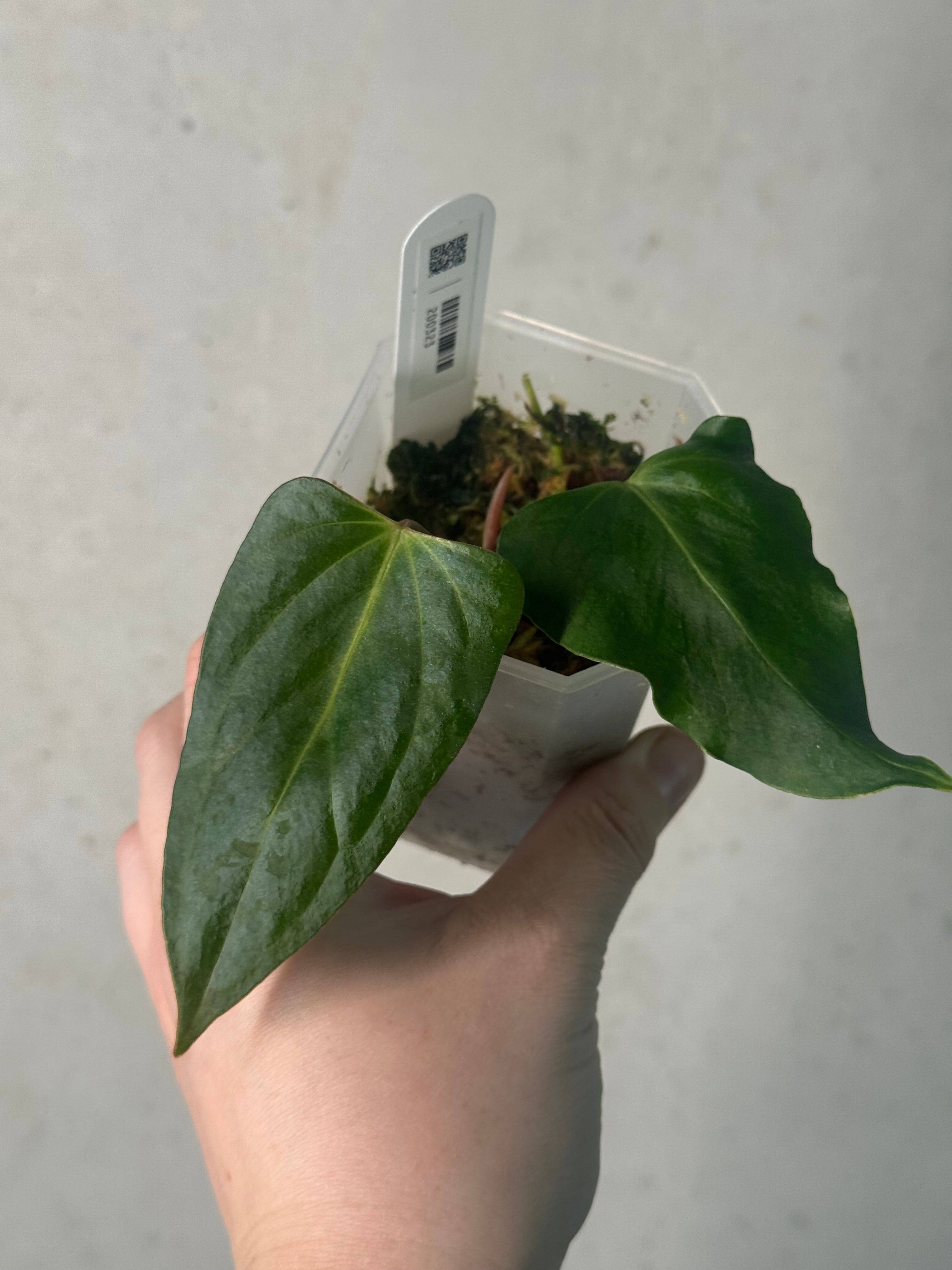 Anthurium Indo Portillae XDF x Indo Portillae - Clone - SMUKHI
