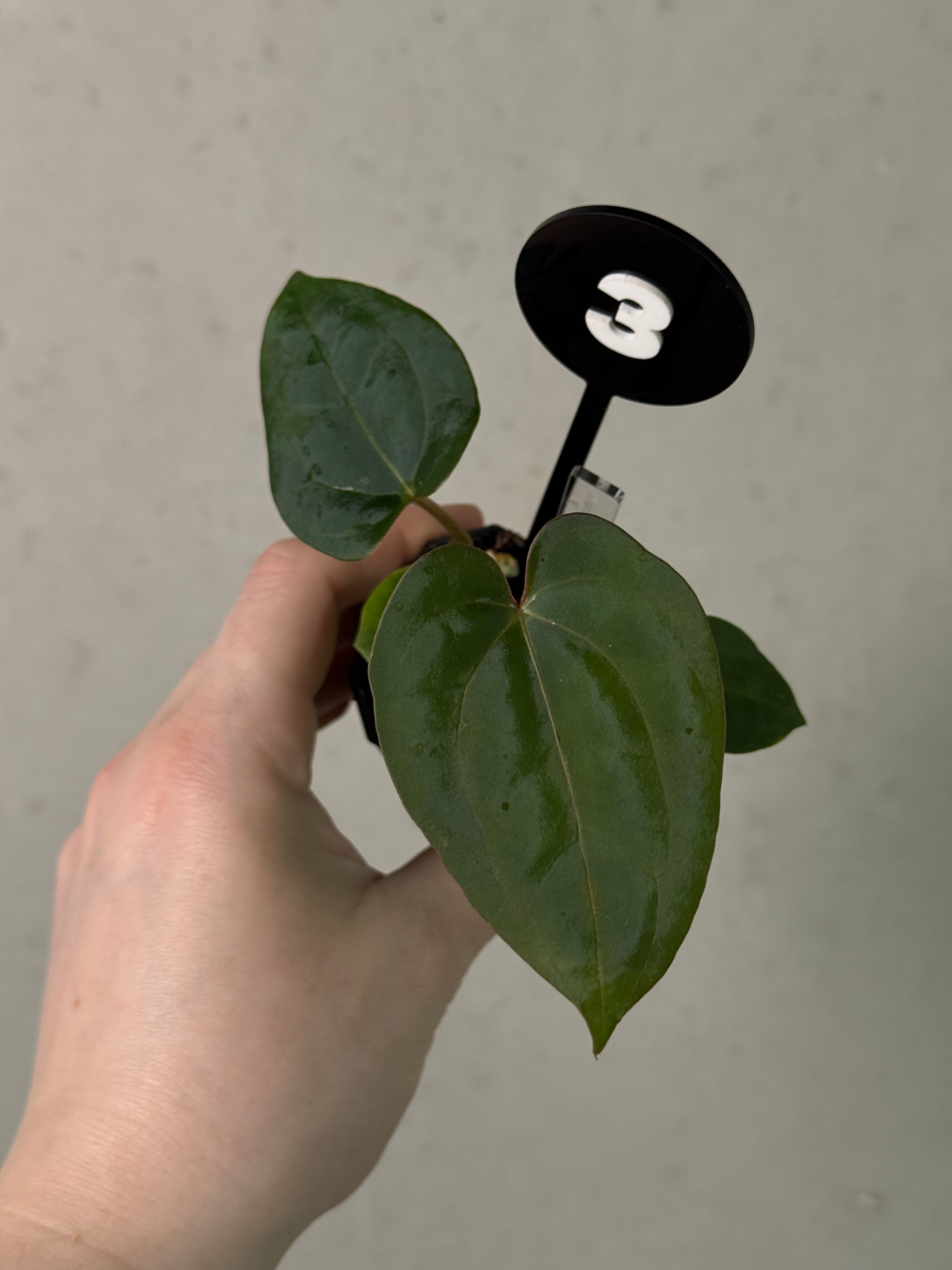 Anthurium Fort Sherman x open
