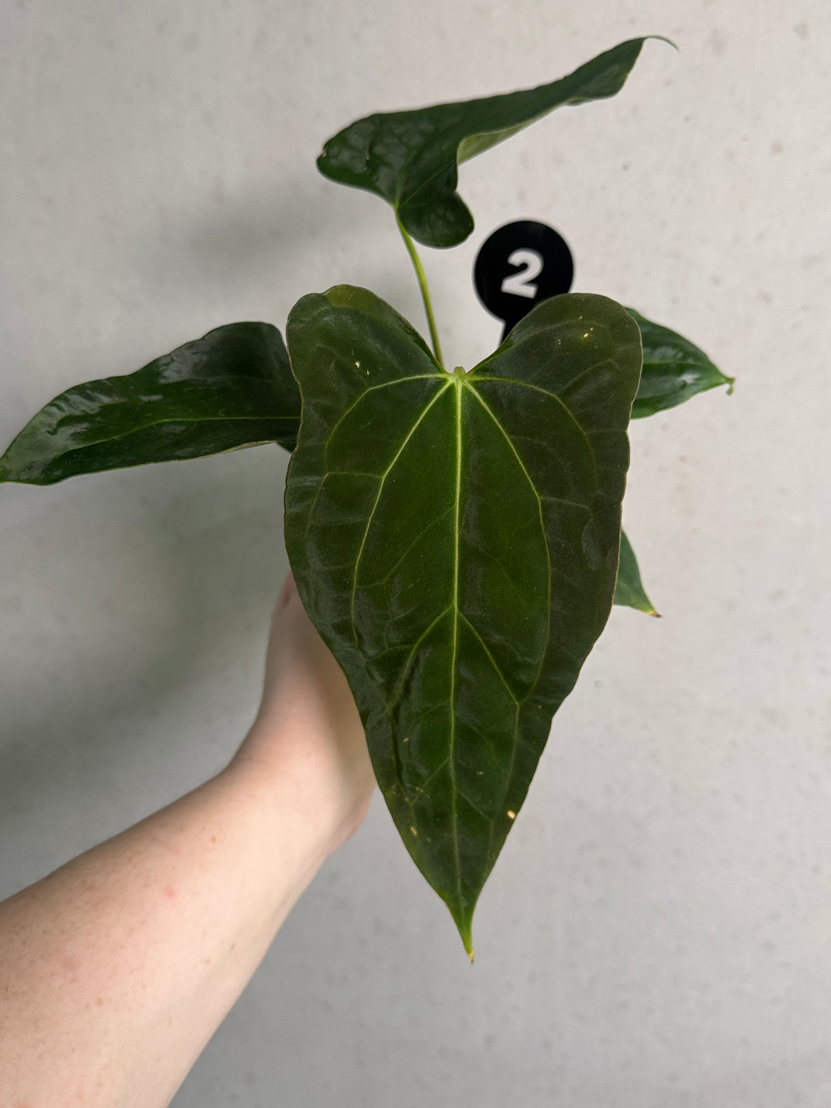 SMUKHI Anthurium plant featuring lush green leaves and vibrant spathes, showcasing a hybrid of Anthurium papillilaminum and Carlablackiae RD3.