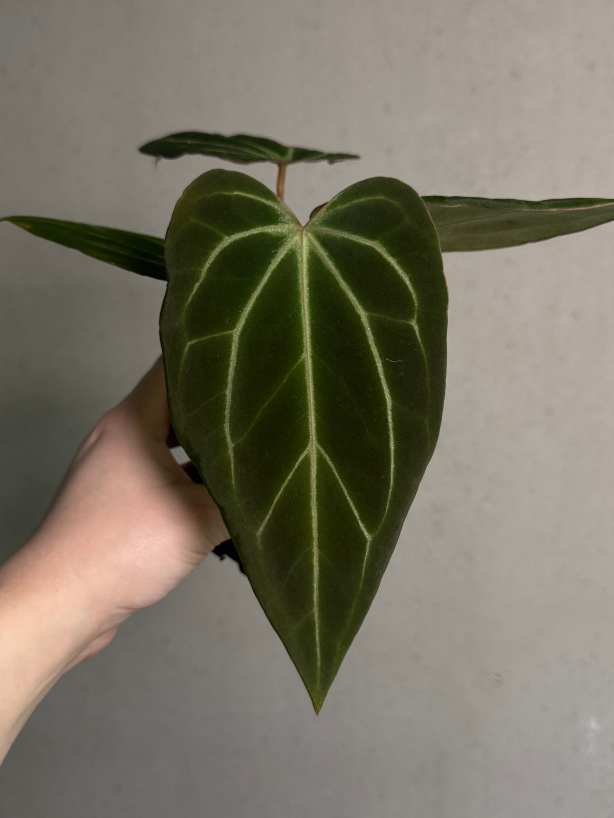 Two Anthurium 'Stripey' and Besseae aff 'Spider' plants with vibrant green and striped leaves, potted in decorative containers.