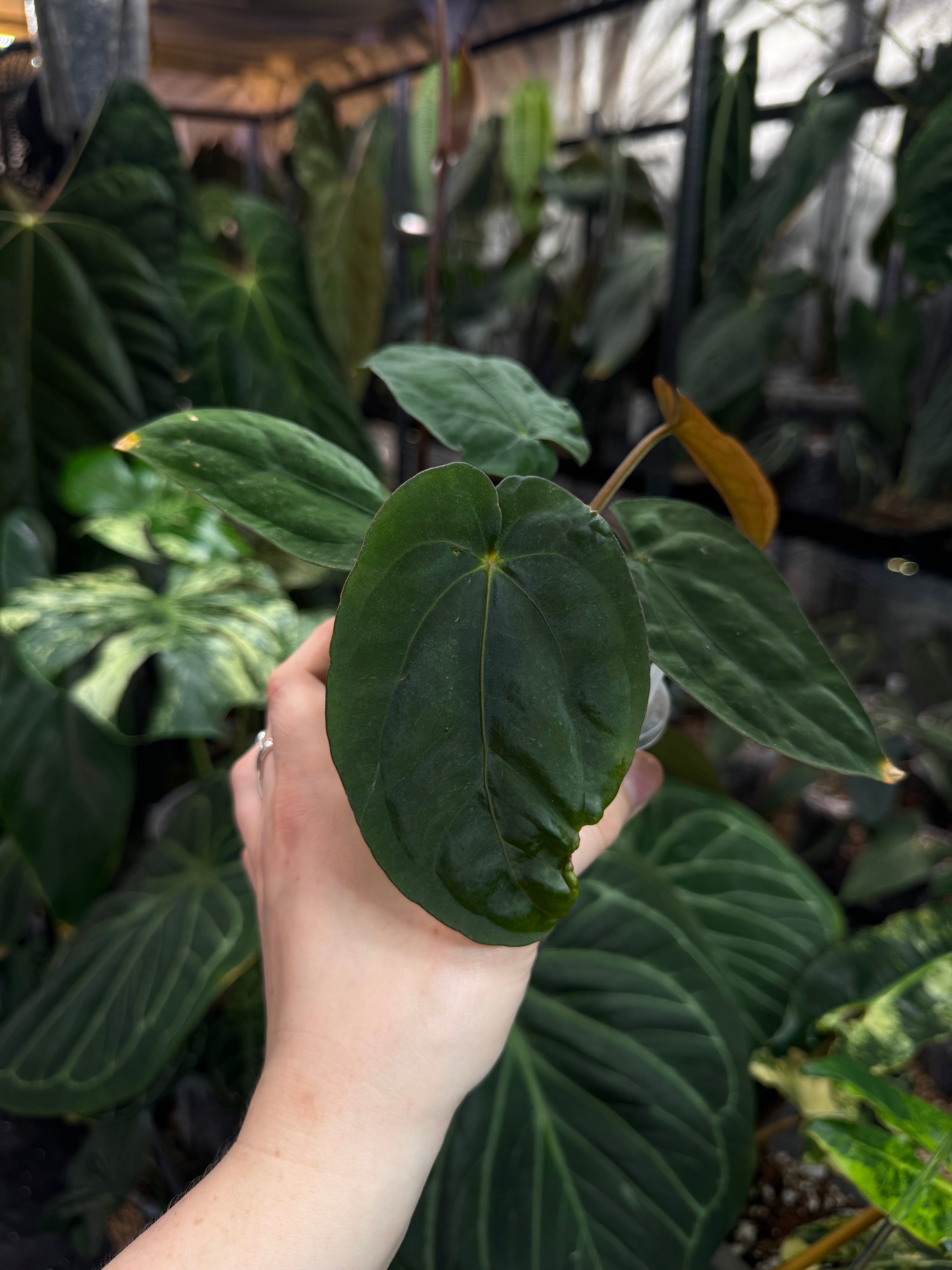 Anthurium Dressleri RG F3