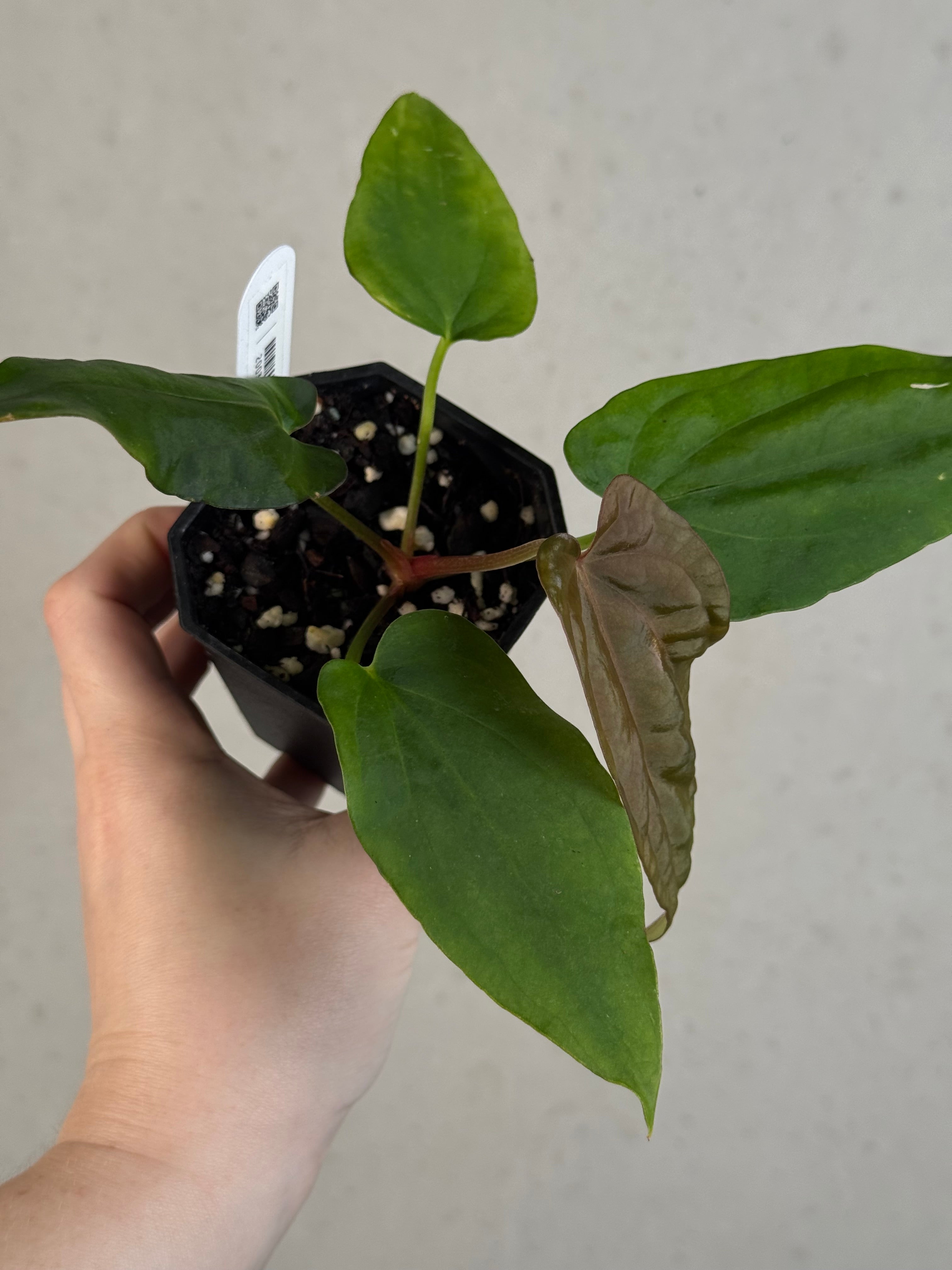 Anthurium Dressleri NSE 'Obsidian' x RG