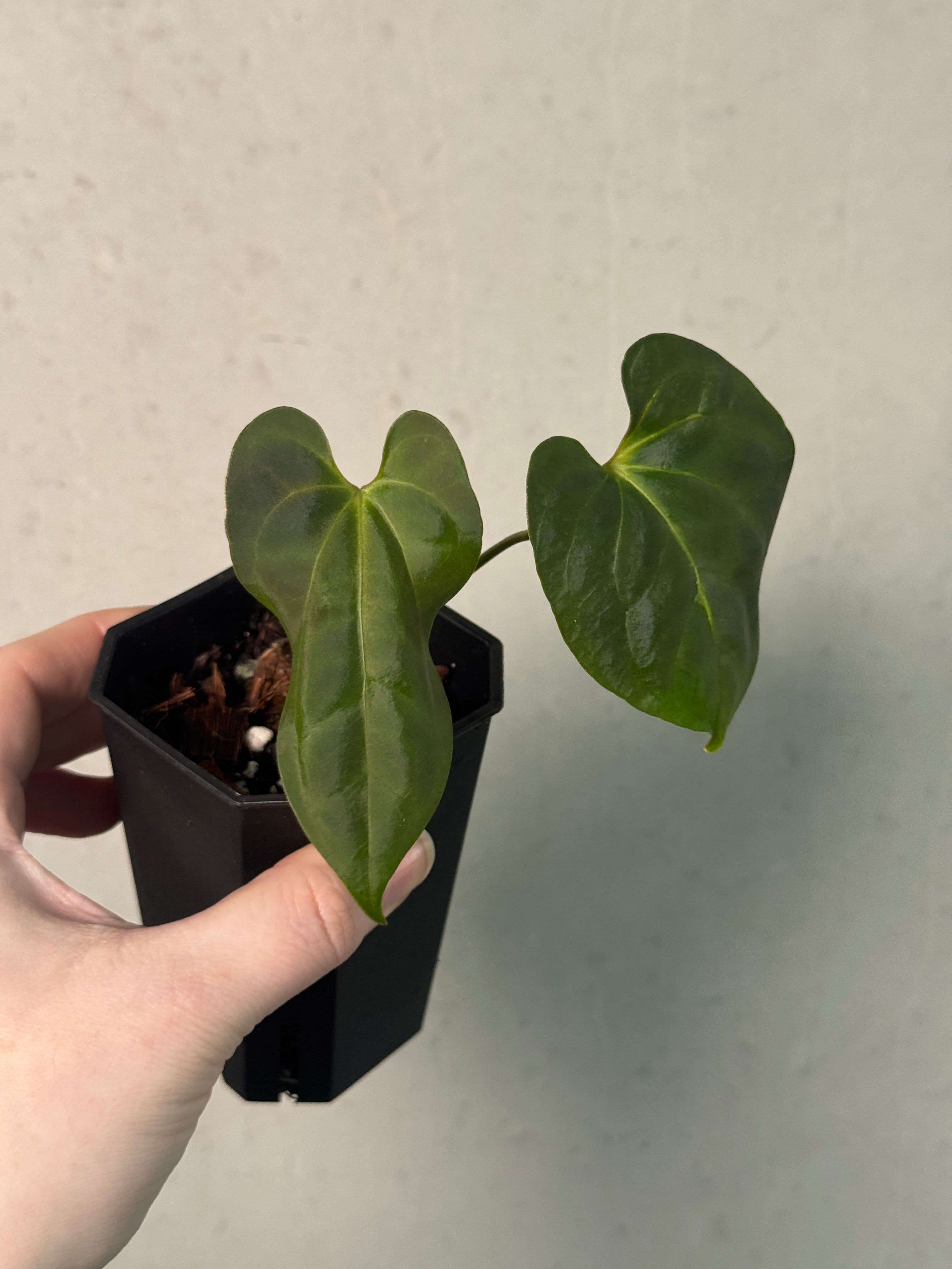 Anthurium Blue Papillilaminum x Fort Sherman - Clone - SMUKHI