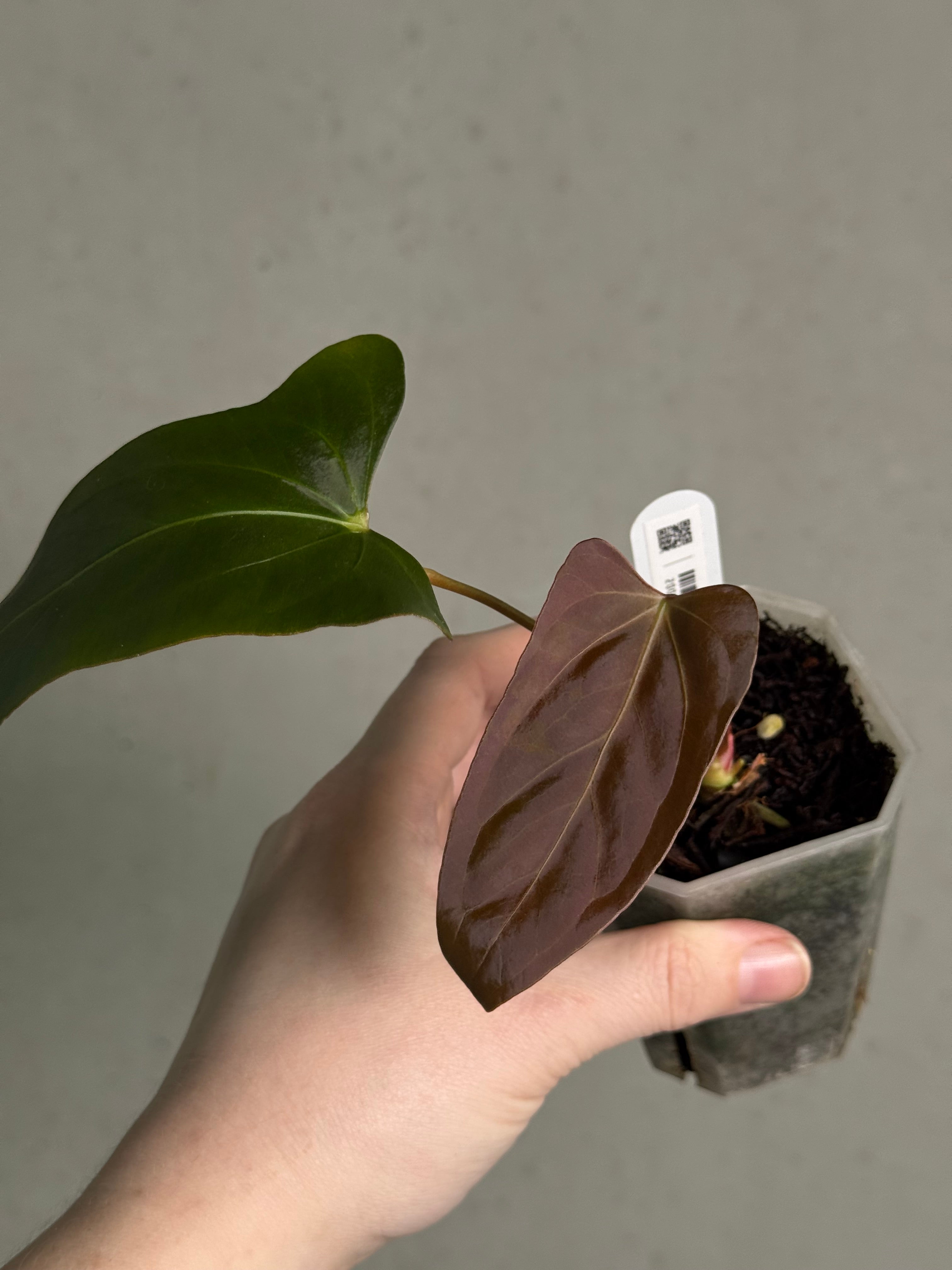 Anthurium Papillilaminum XOne x Indo Portillae - Clone - SMUKHI