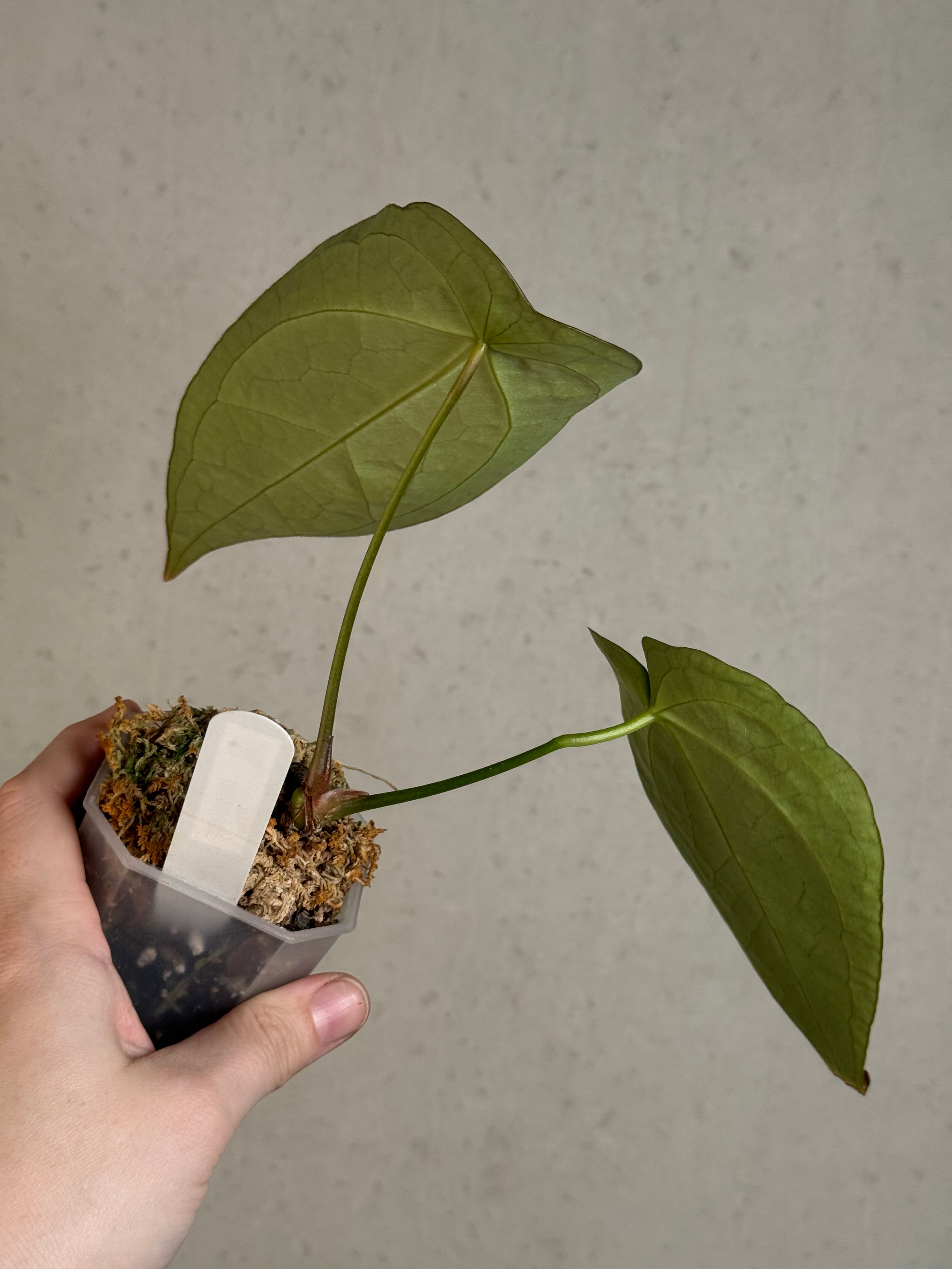Anthurium Forgetii x (hybrid)