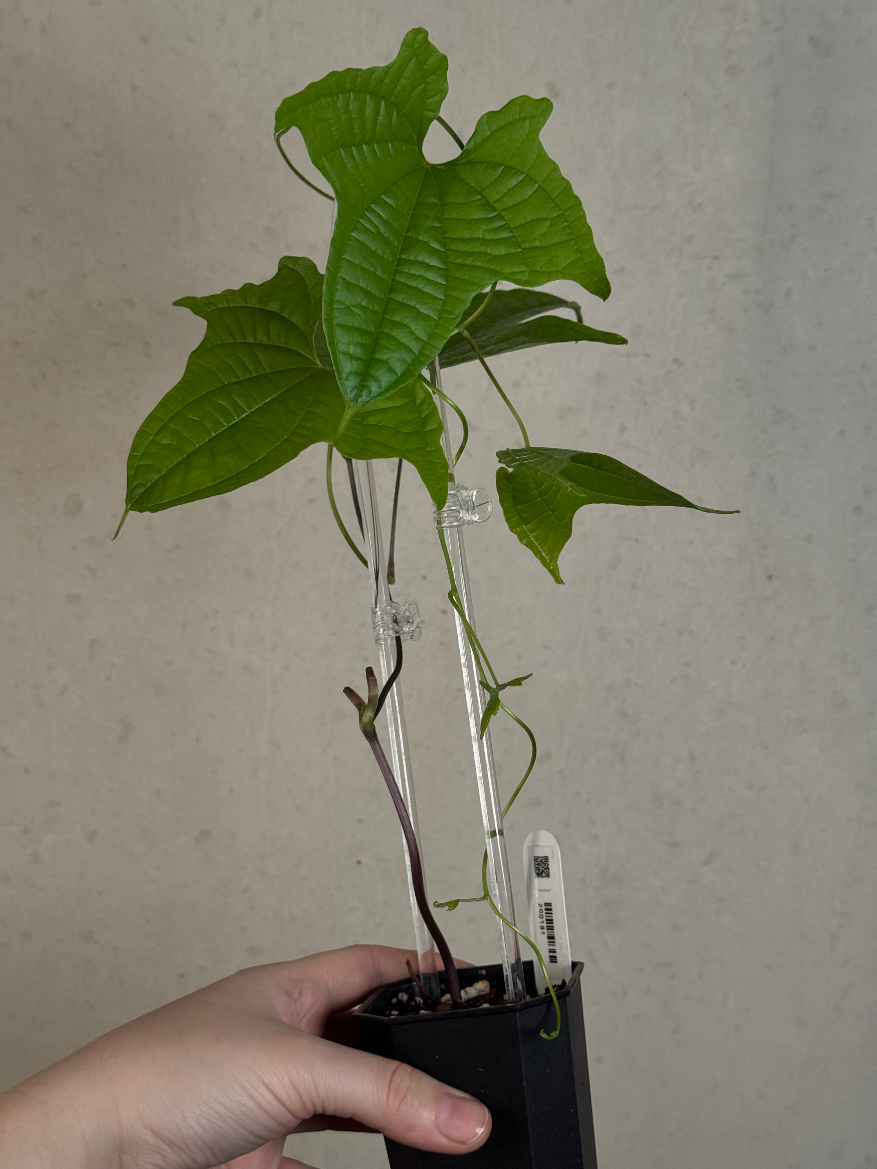 Dioscorea Sansibarensis