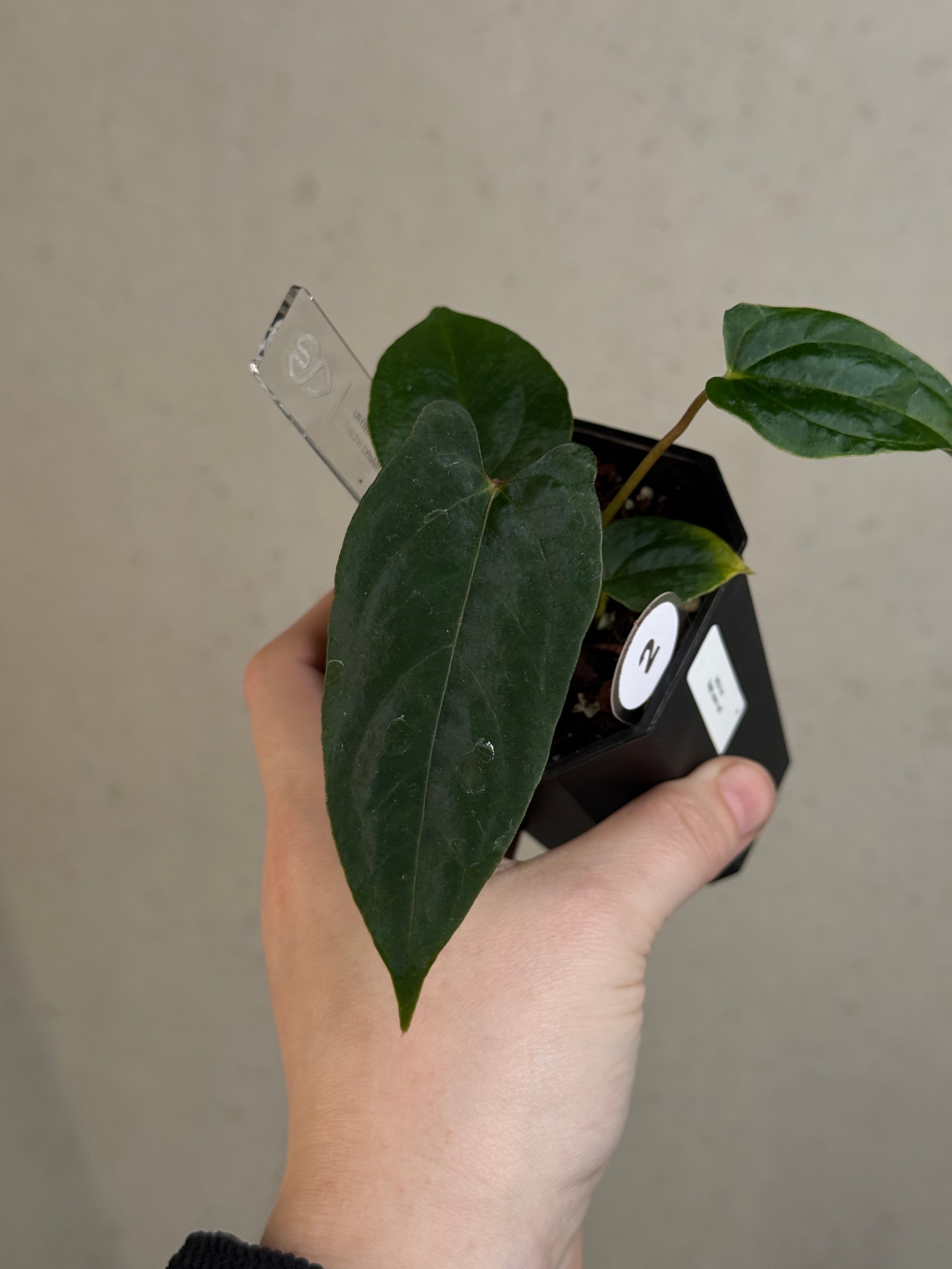 Anthurium Ralph Lynam x self