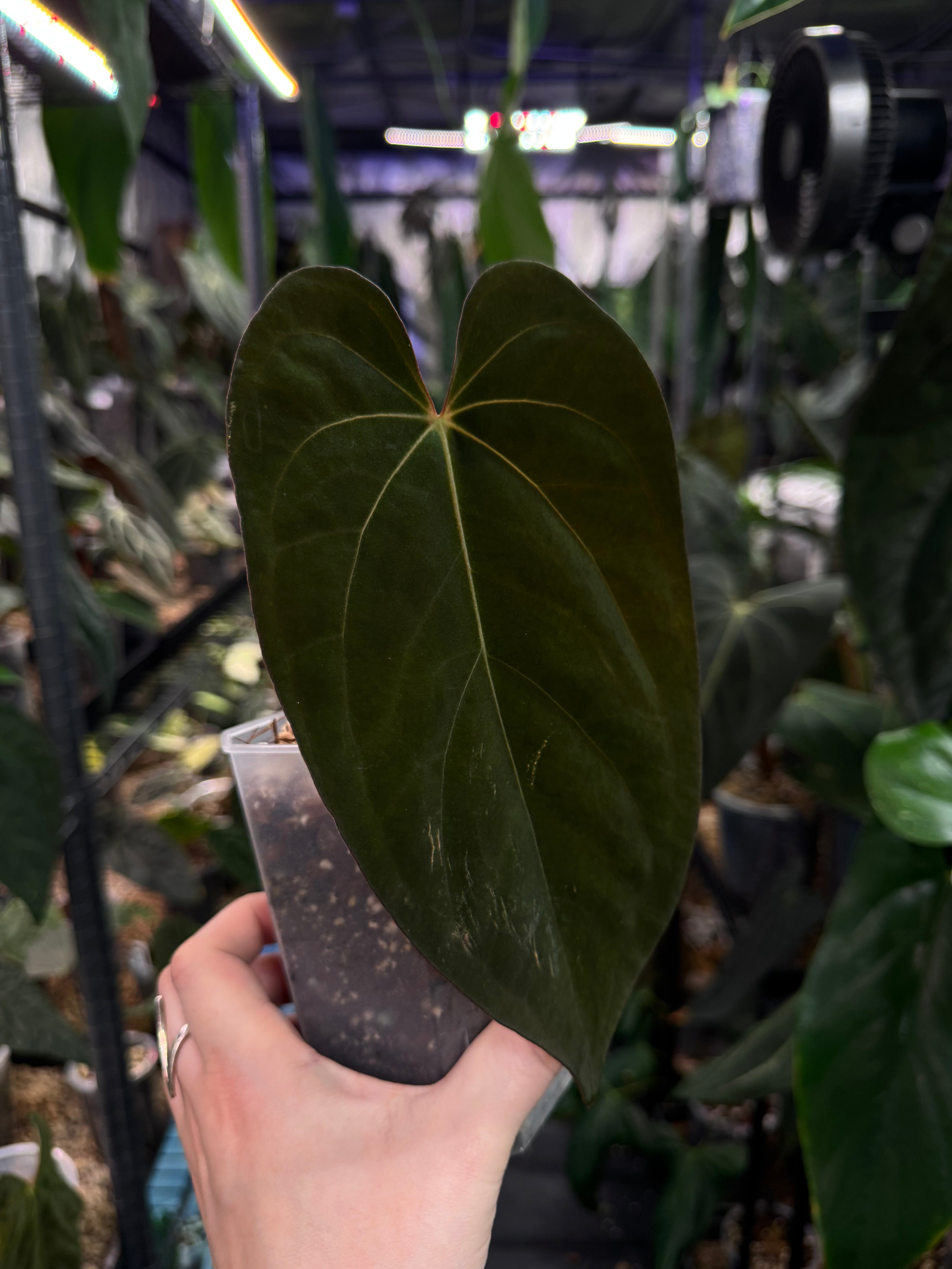 Anthurium Ace of Spades Dark Form x Papillilaminum 'Incurved lobes'