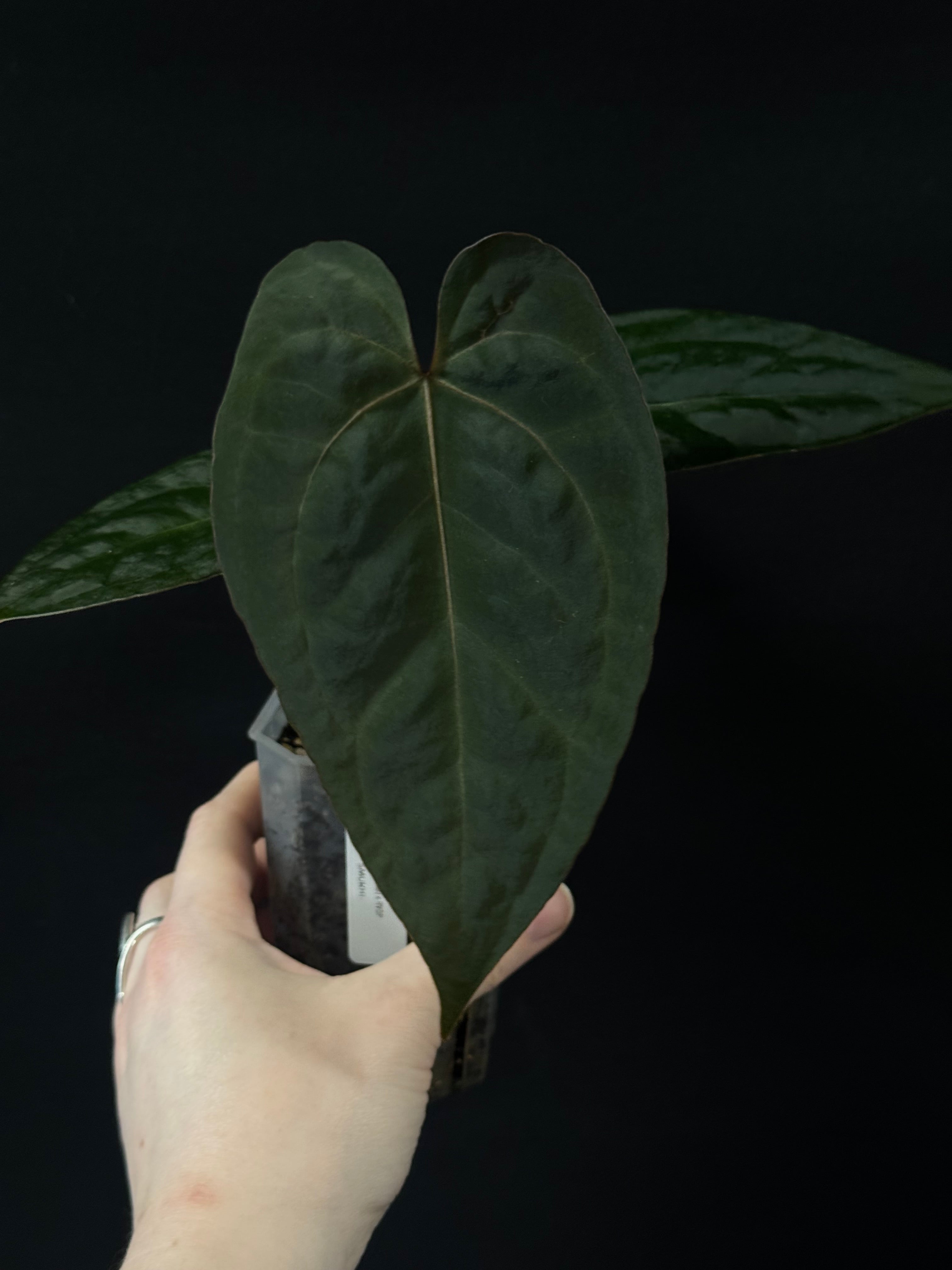 Anthurium (Zara x Michelle) x RVDP