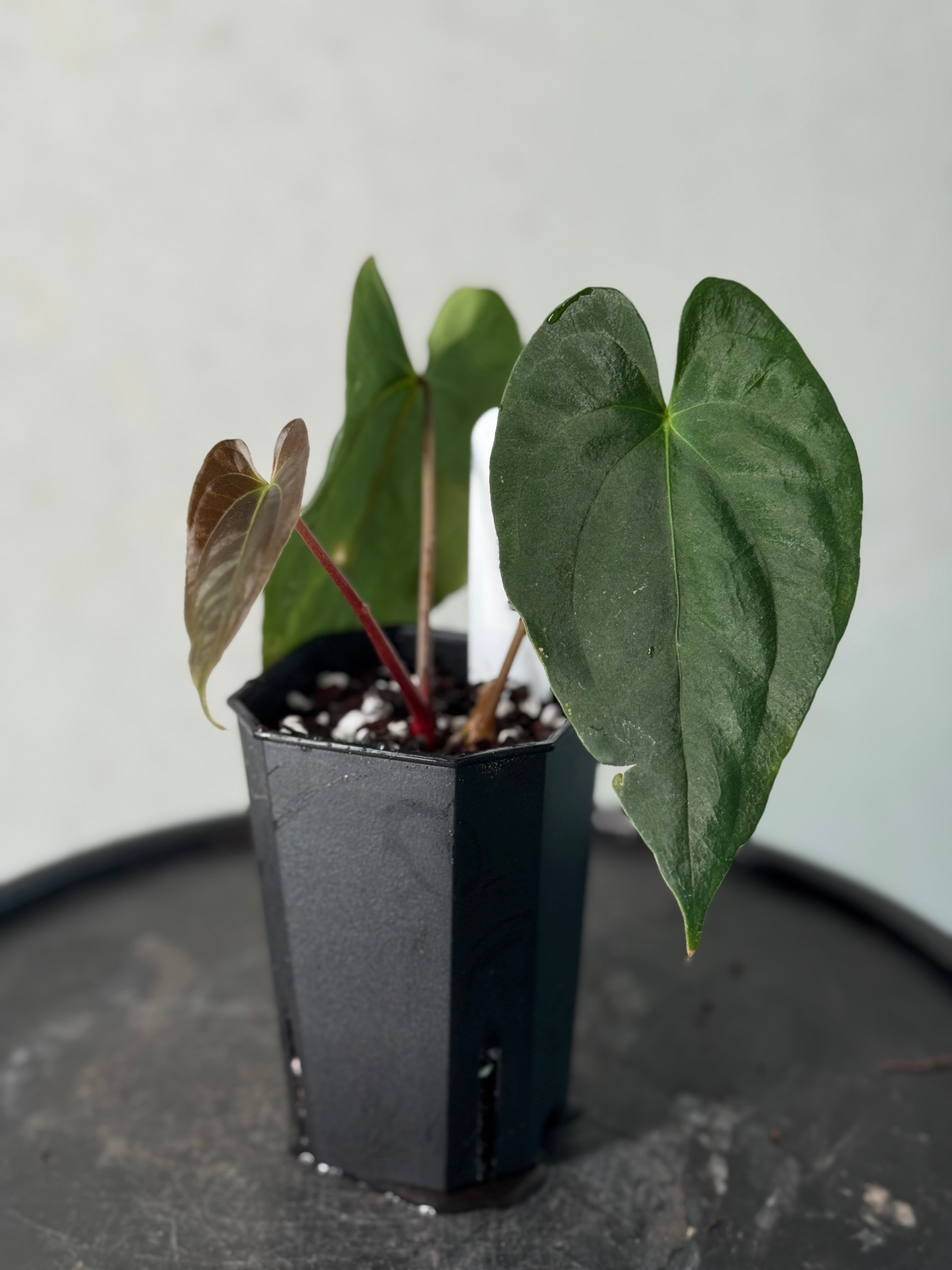 Anthurium Papillilaminum ‘Lago Gatun’ F1 - Clone