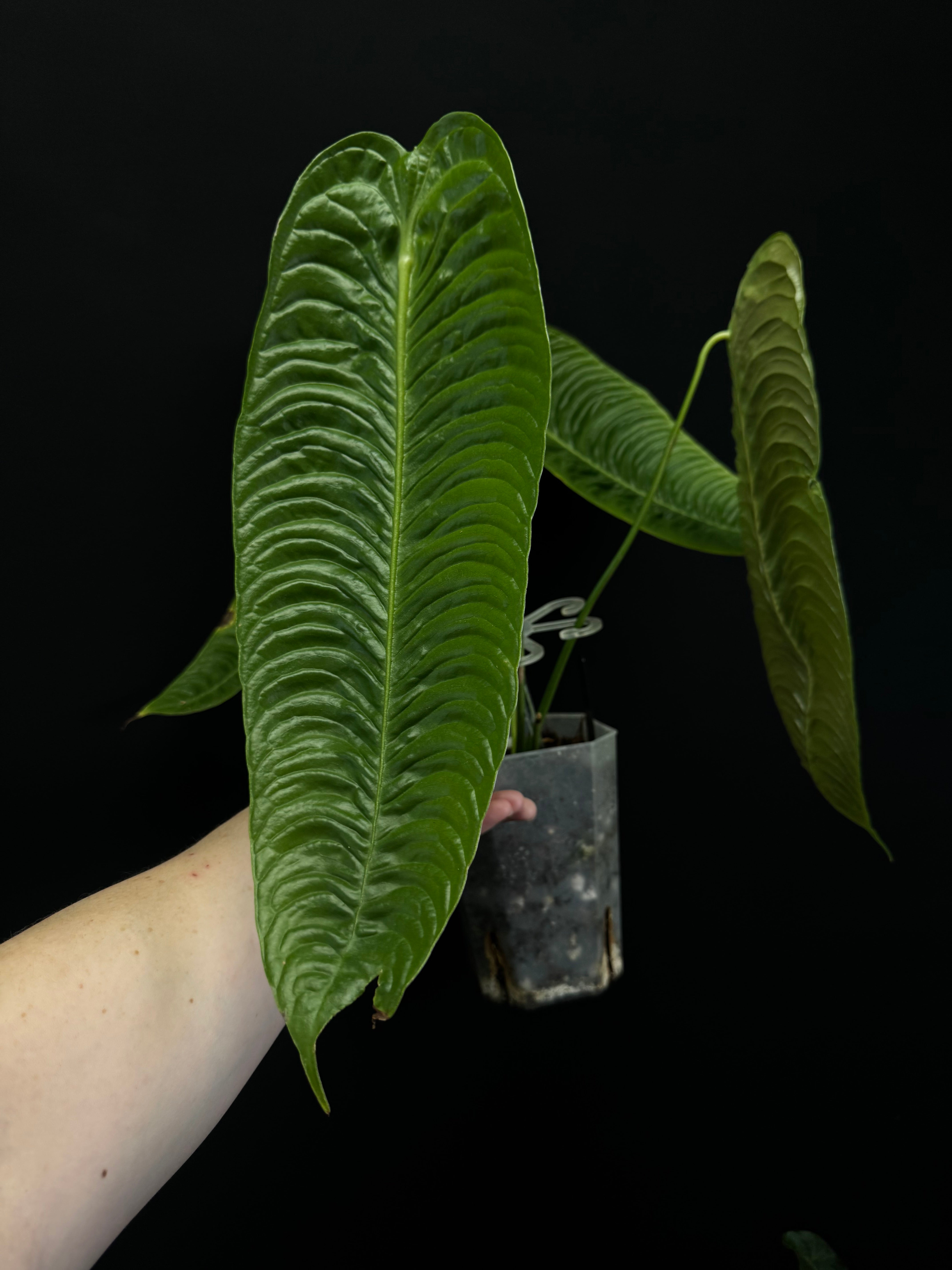Anthurium Veitchii