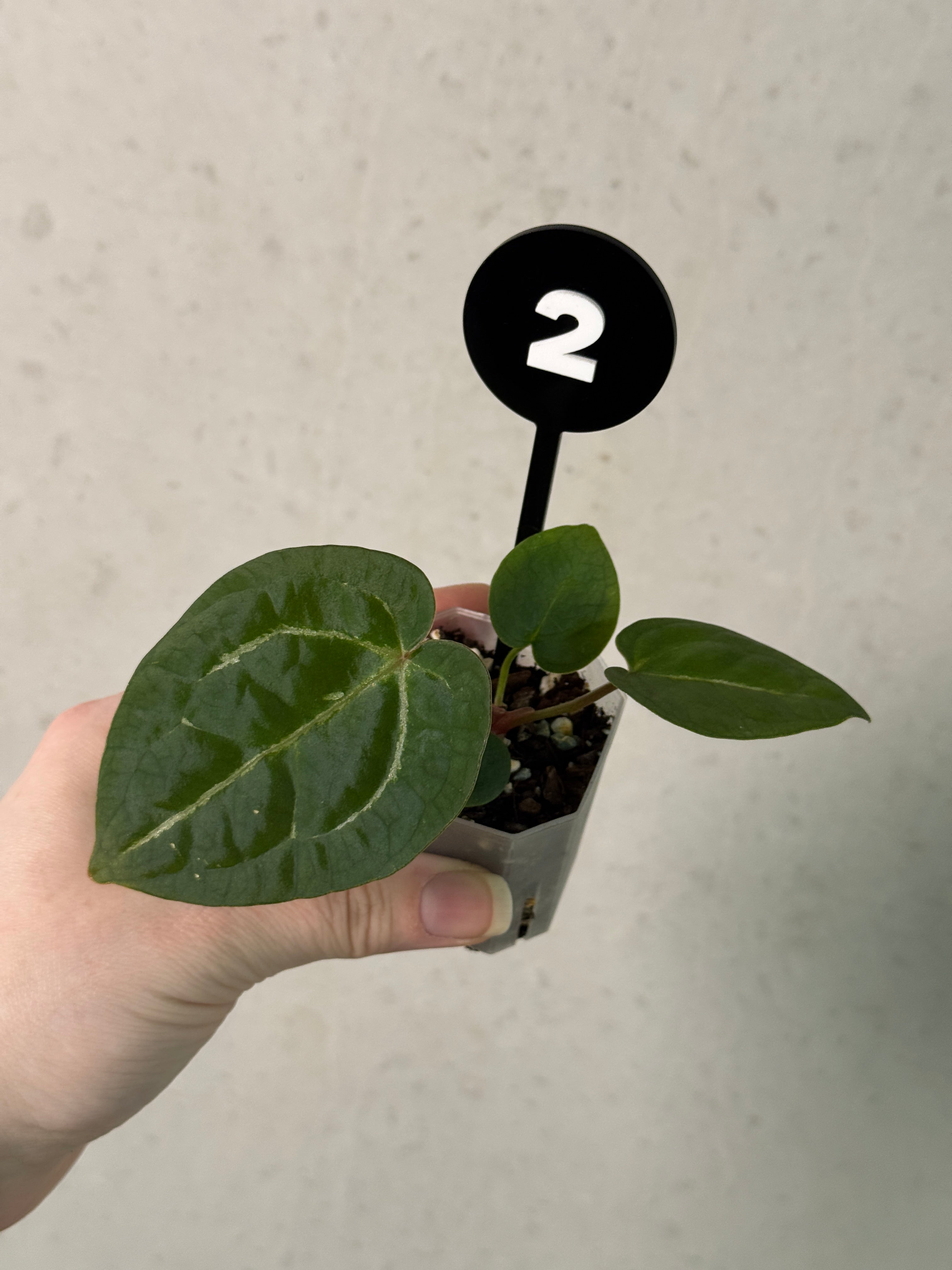 Anthurium Michelle x Forgetii