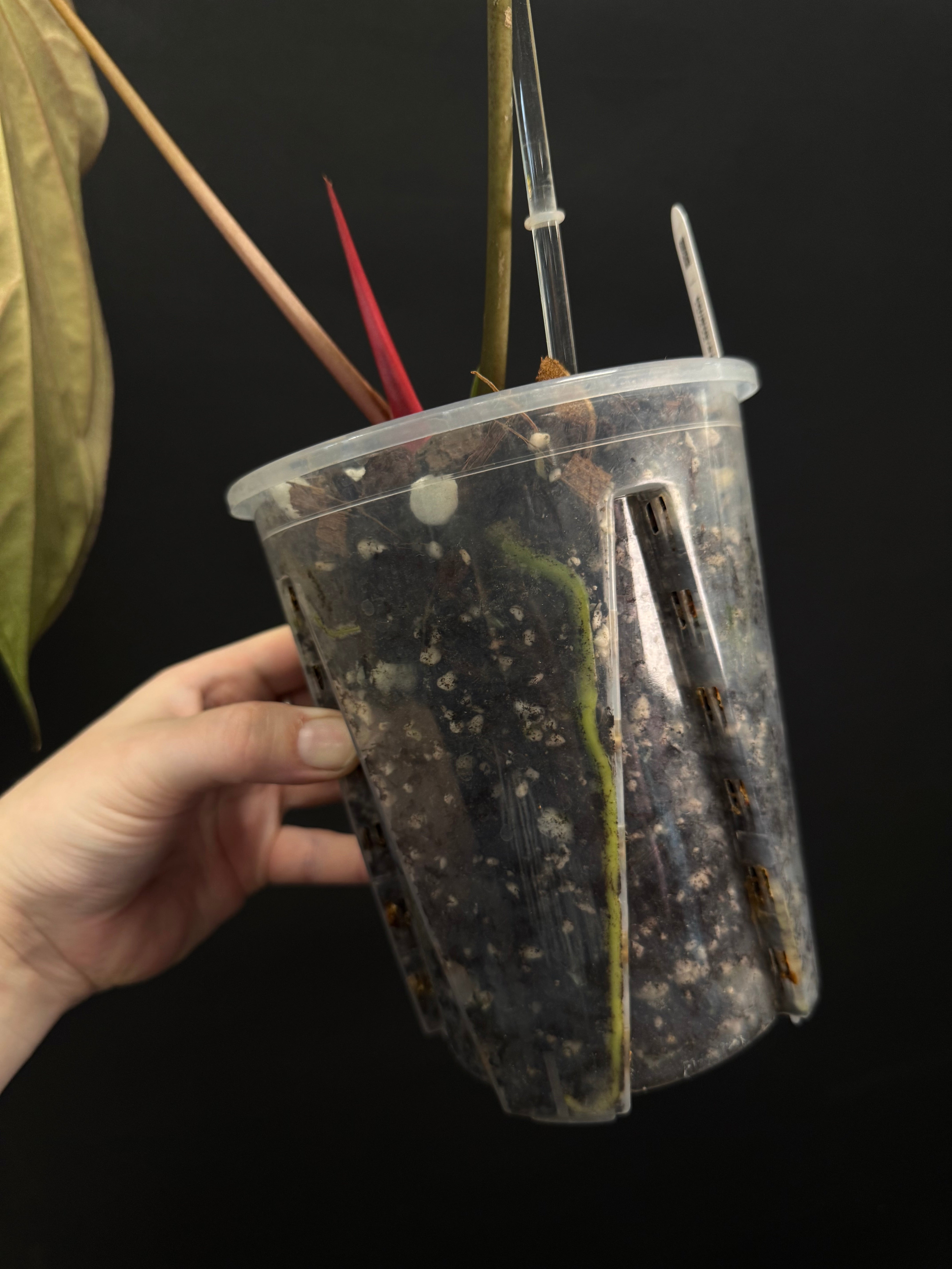 Anthurium Ace of Spades Dark Form x Papillilaminum 'Incurved lobes'