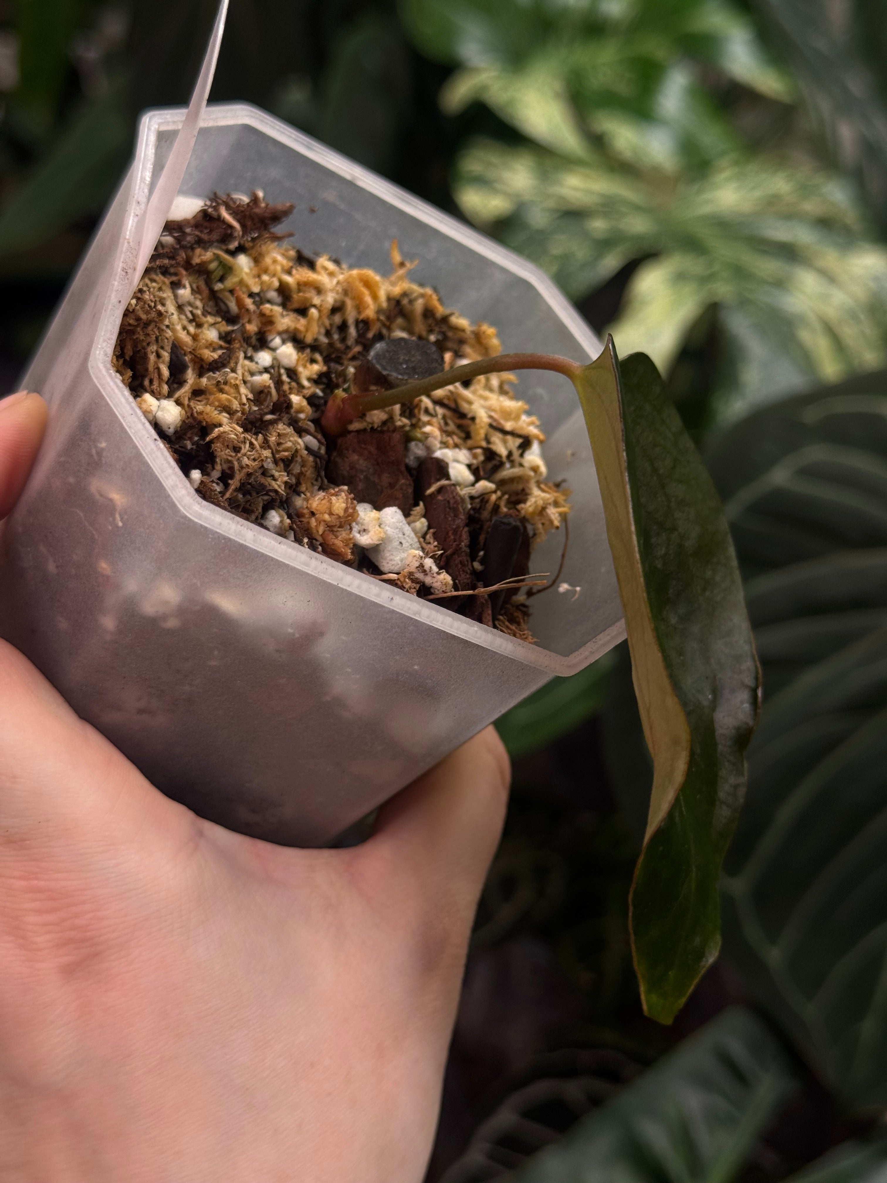 Anthurium Indo Portillae XDF x Indo Portillae - Clone