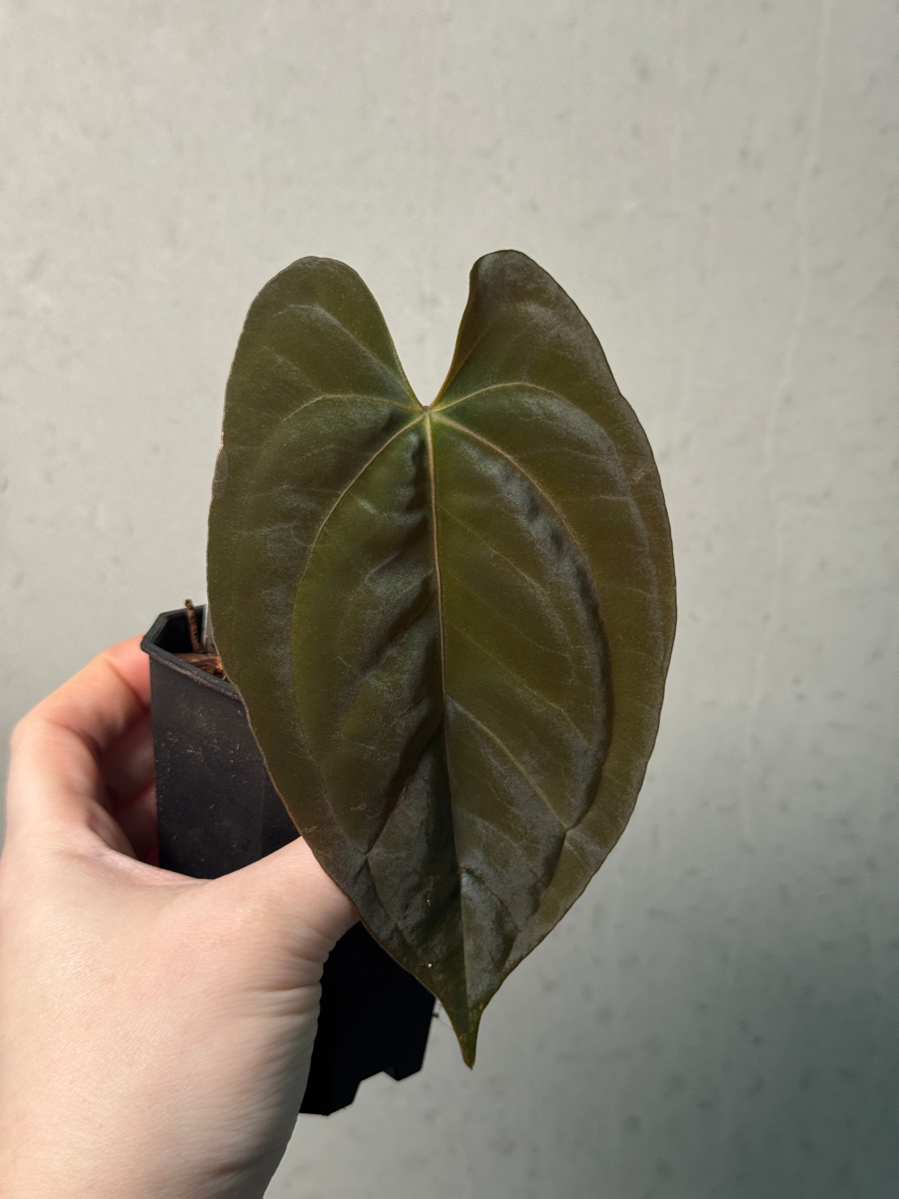 Anthurium FSxRL ‘Grim Reaper’ x Papillilaminum RA6 - Clone - SMUKHI